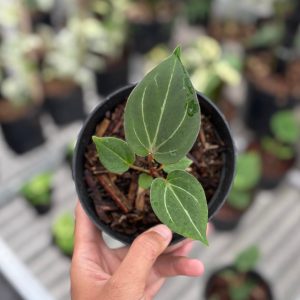 Anthurium king of spades - seedling