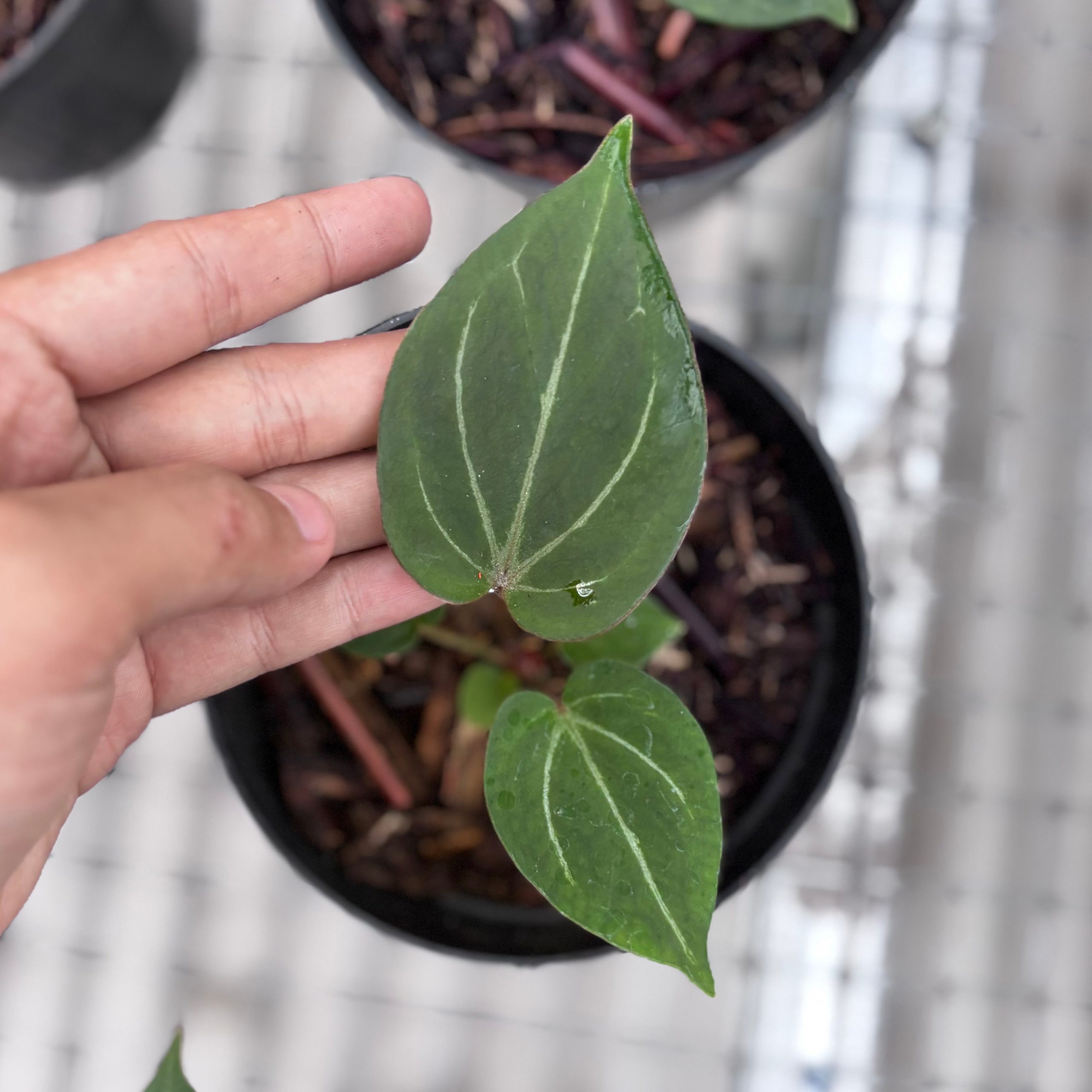 Anthurium king of spades - seedling - Image 2