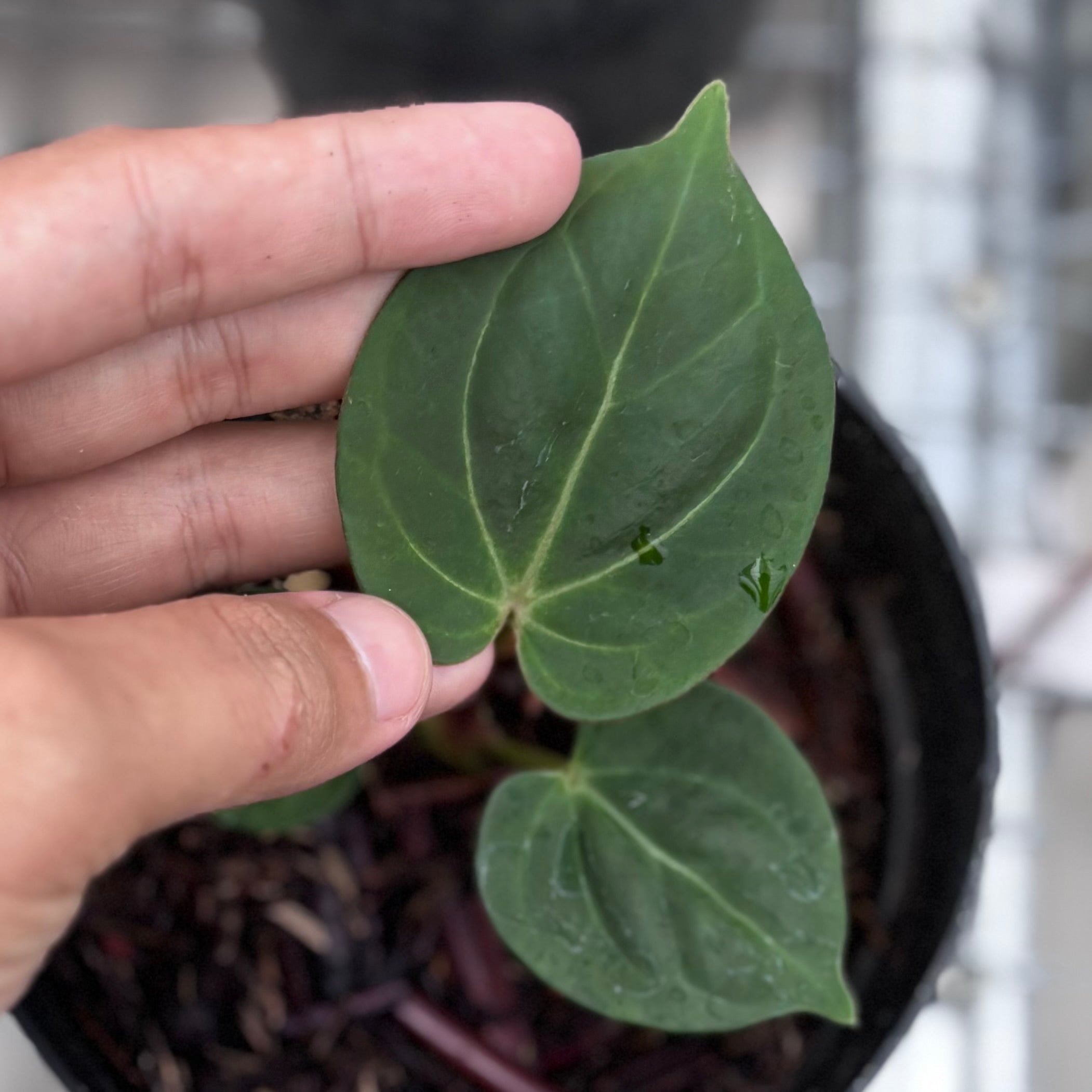 Anthurium king of spades - seedling - Image 3