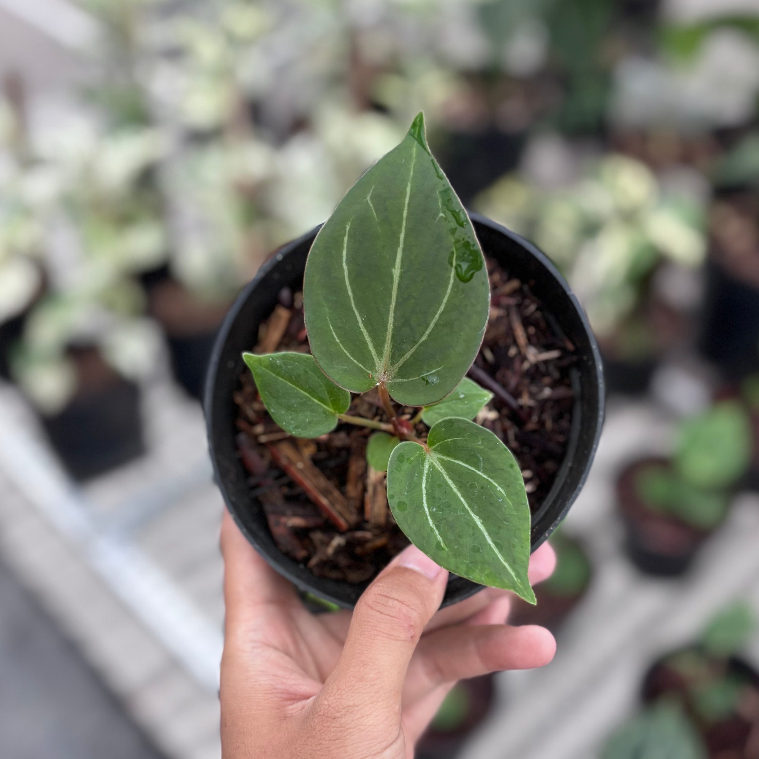 Anthurium king of spades - seedling - Image 4
