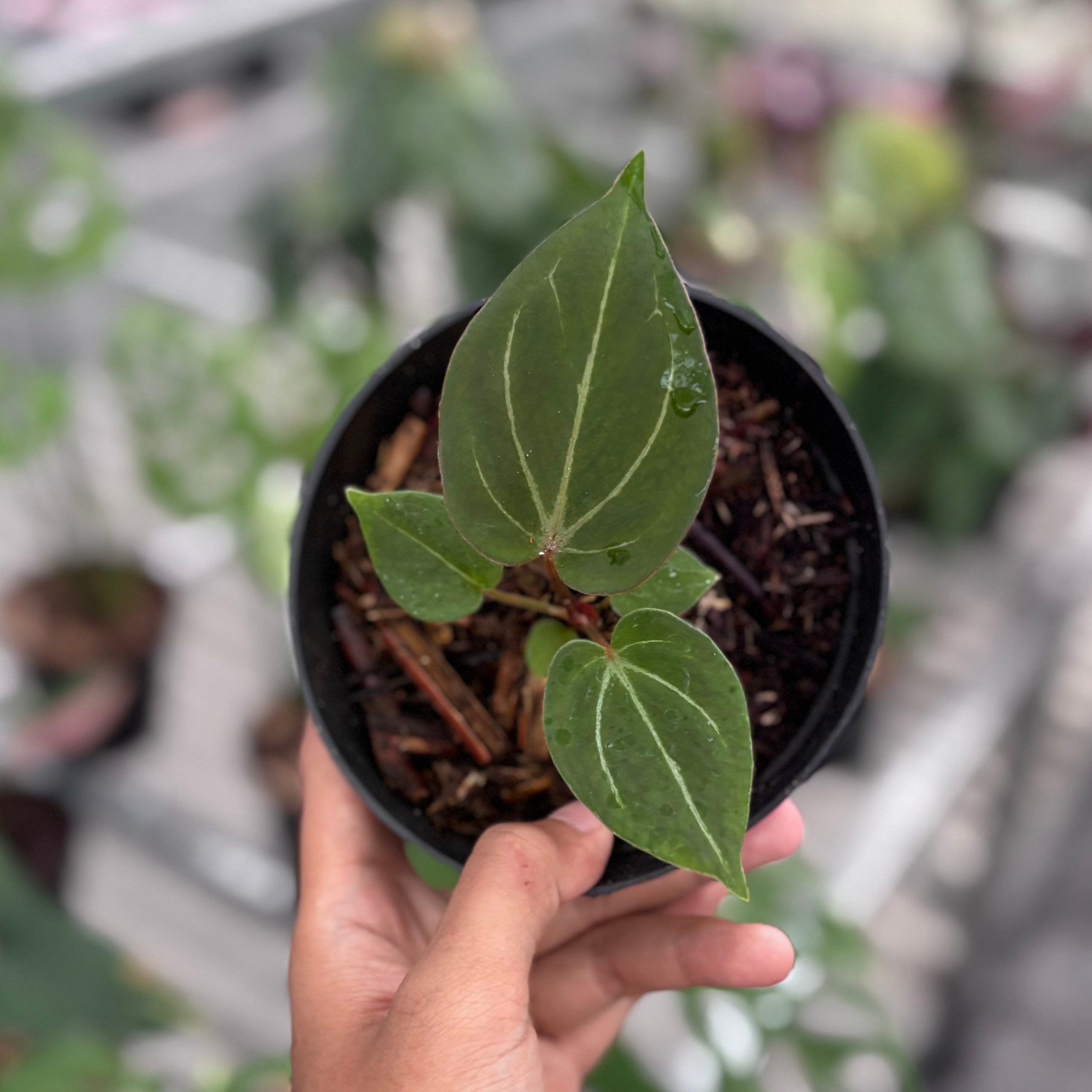 Anthurium king of spades - seedling - Image 5