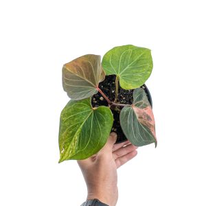 Anthurium king of spades variegated