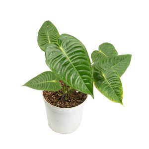 Anthurium king veitchii - mature size