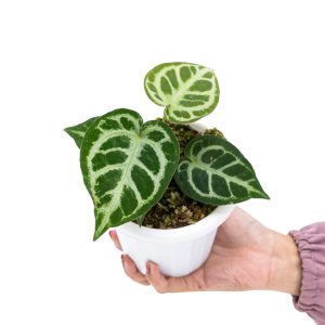 Anthurium Crystallinum