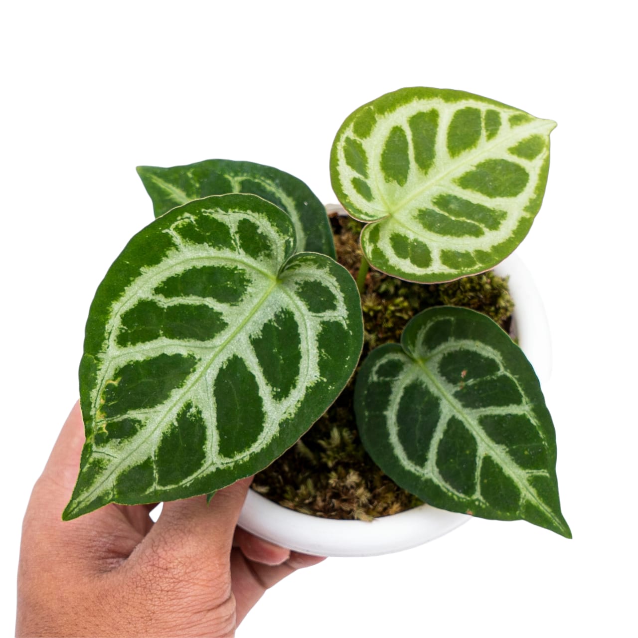 Anthurium Crystallinum - Image 2