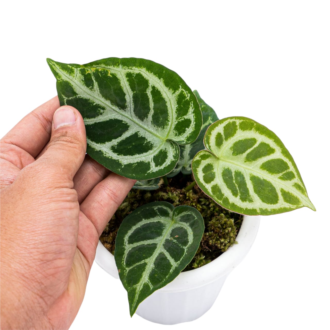 Anthurium Crystallinum - Image 3