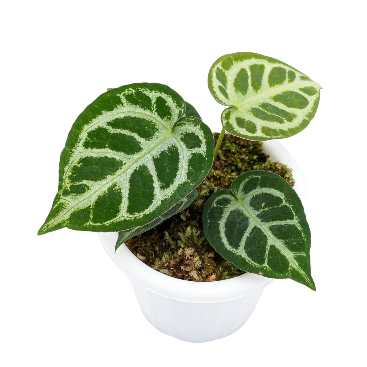 Anthurium Crystallinum - Image 4