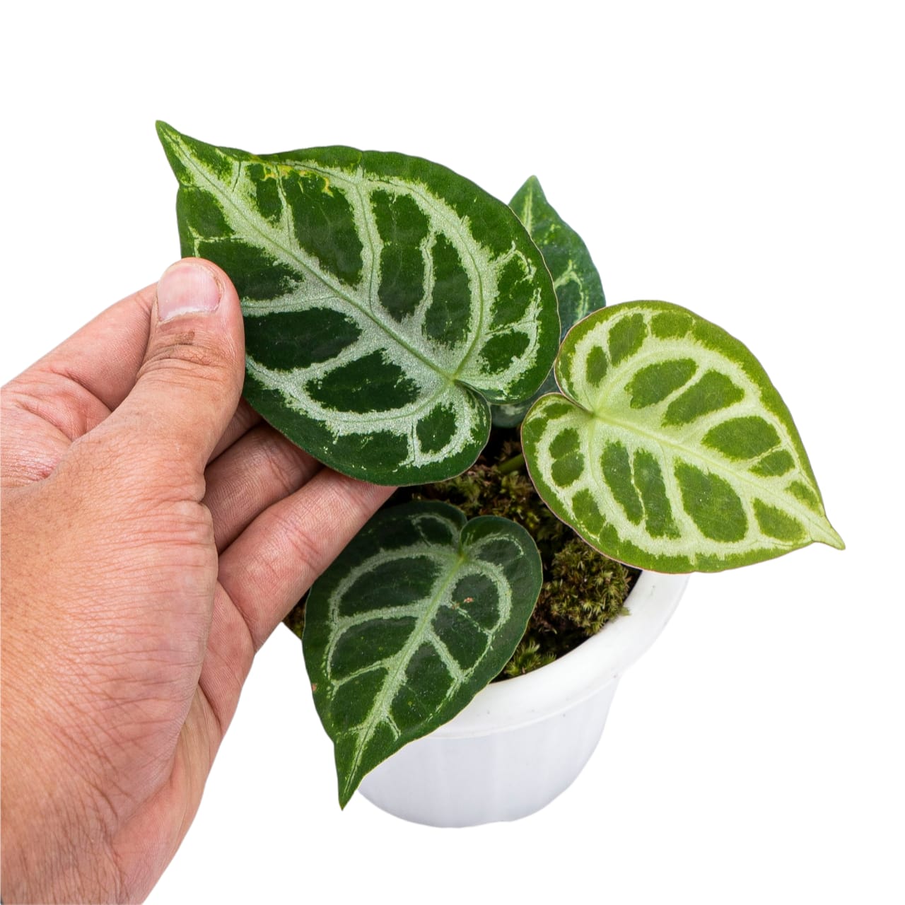 Anthurium Crystallinum - Image 5