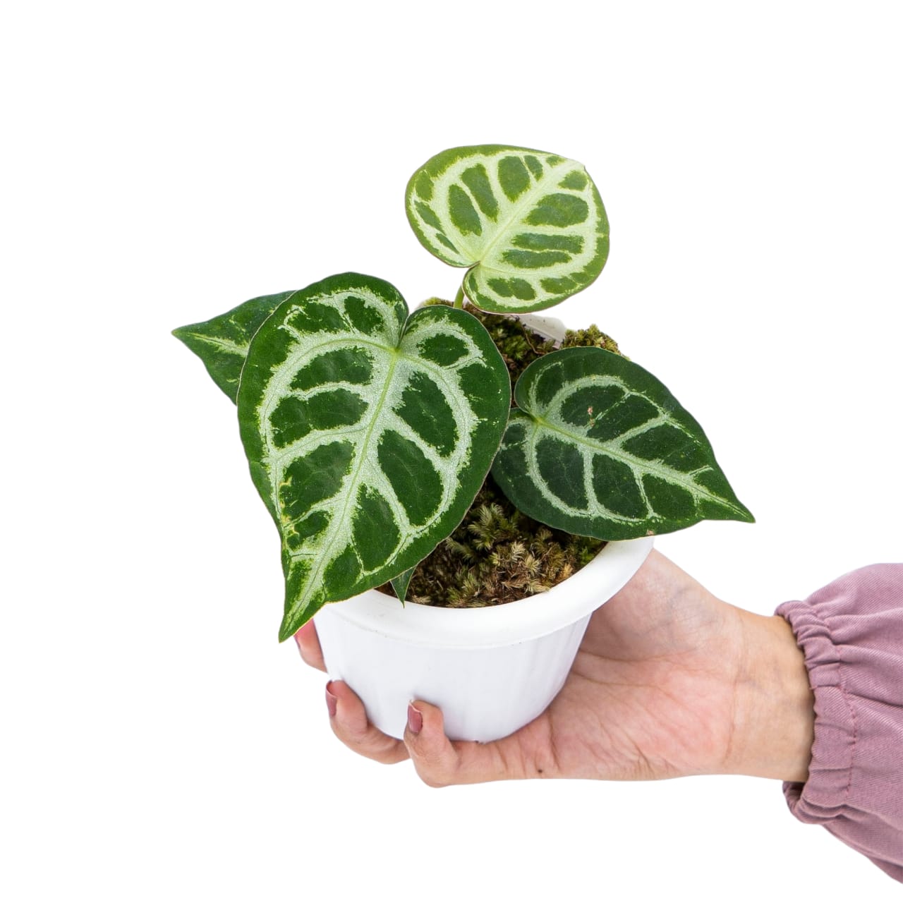 Anthurium Crystallinum - Image 6