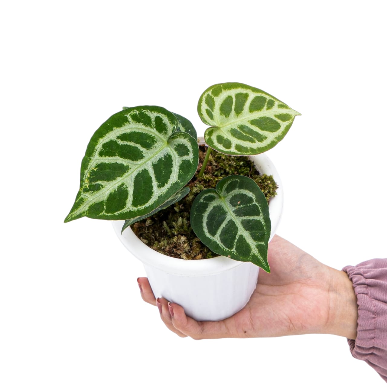 Anthurium Crystallinum - Image 7