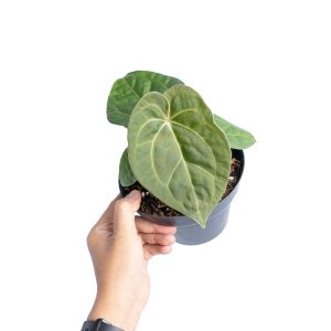 Anthurium luxurians Indonesian type x Magnificum