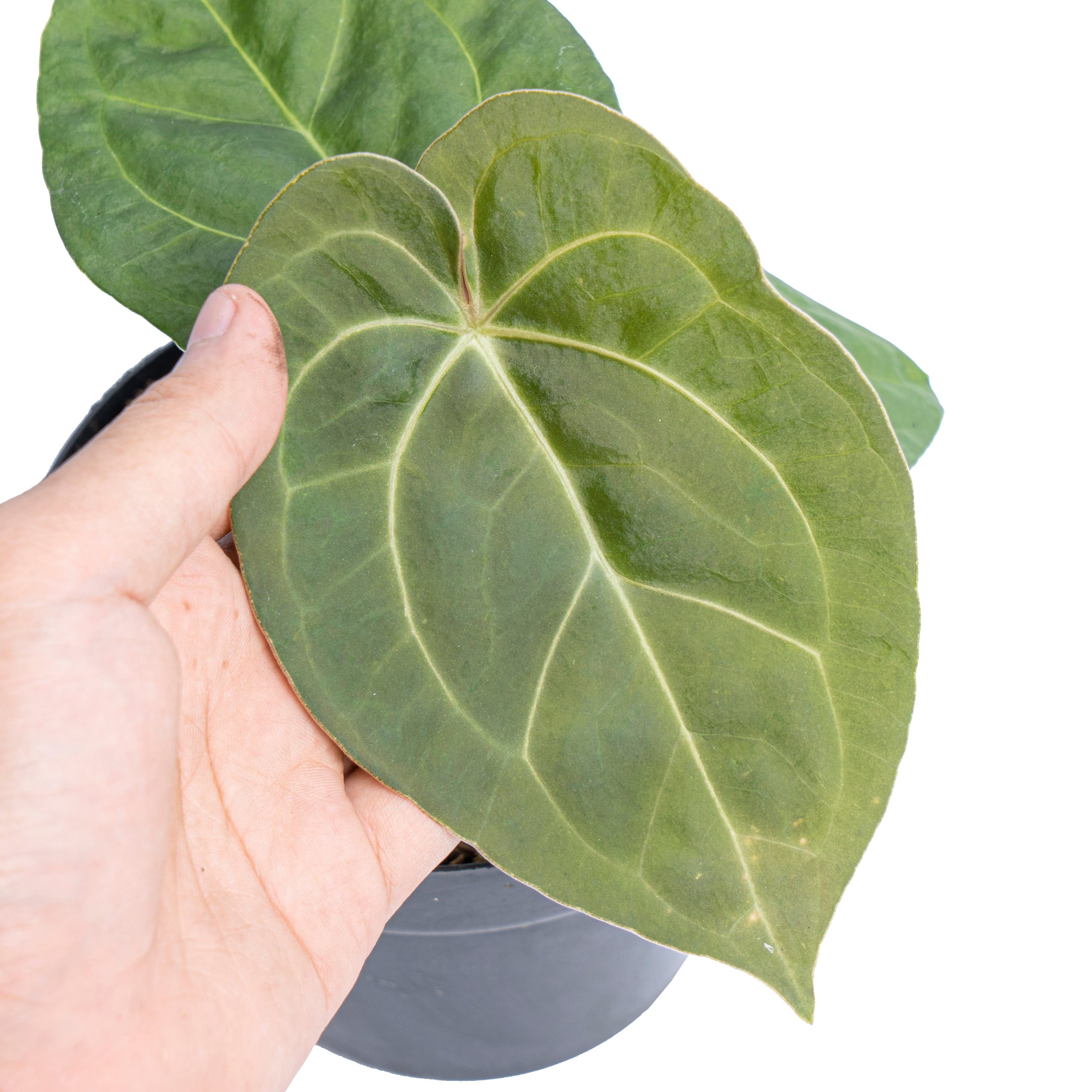 Anthurium luxurians Indonesian type x Magnificum - Image 2