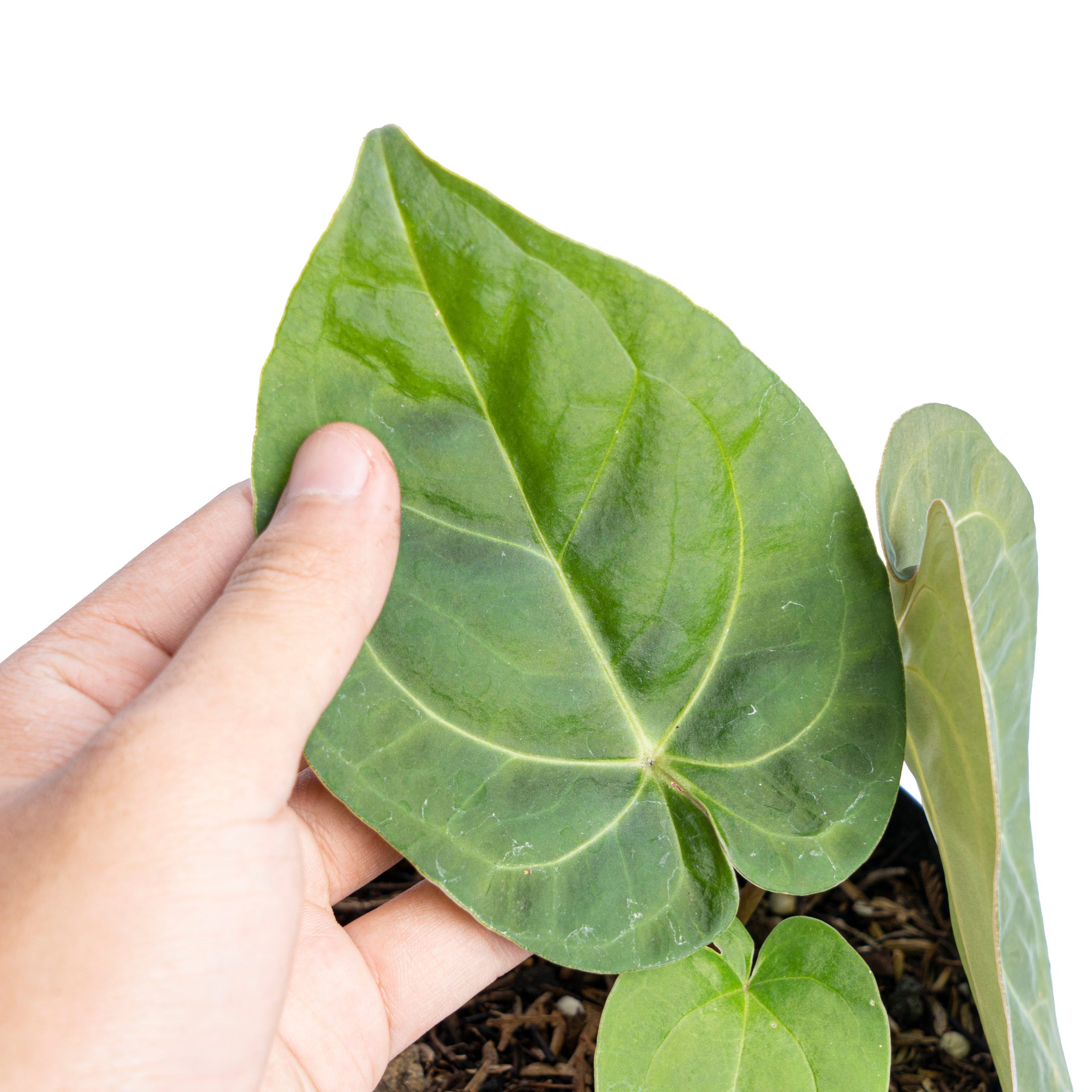 Anthurium luxurians Indonesian type x Magnificum - Image 3