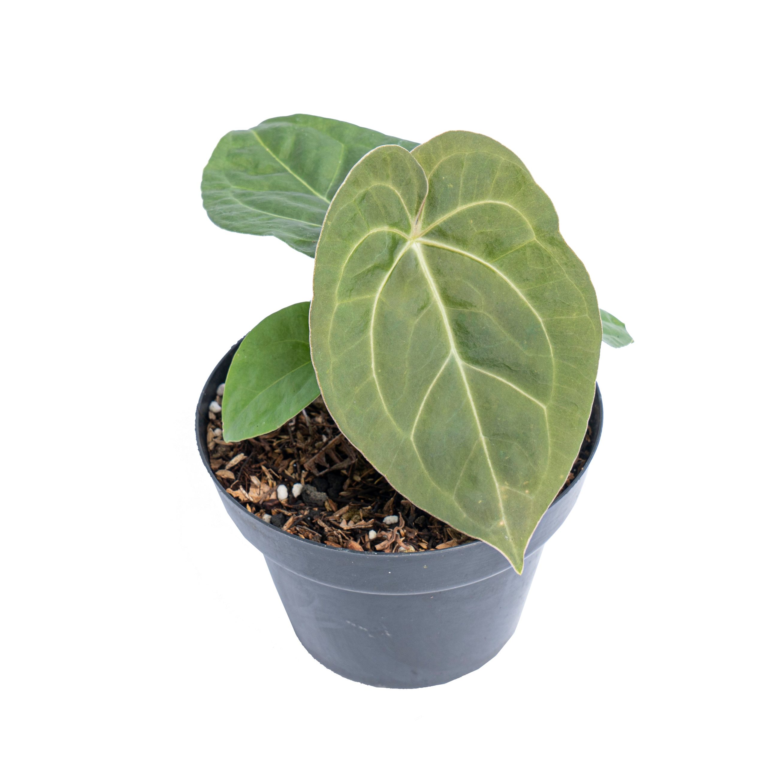 Anthurium luxurians Indonesian type x Magnificum - Image 4