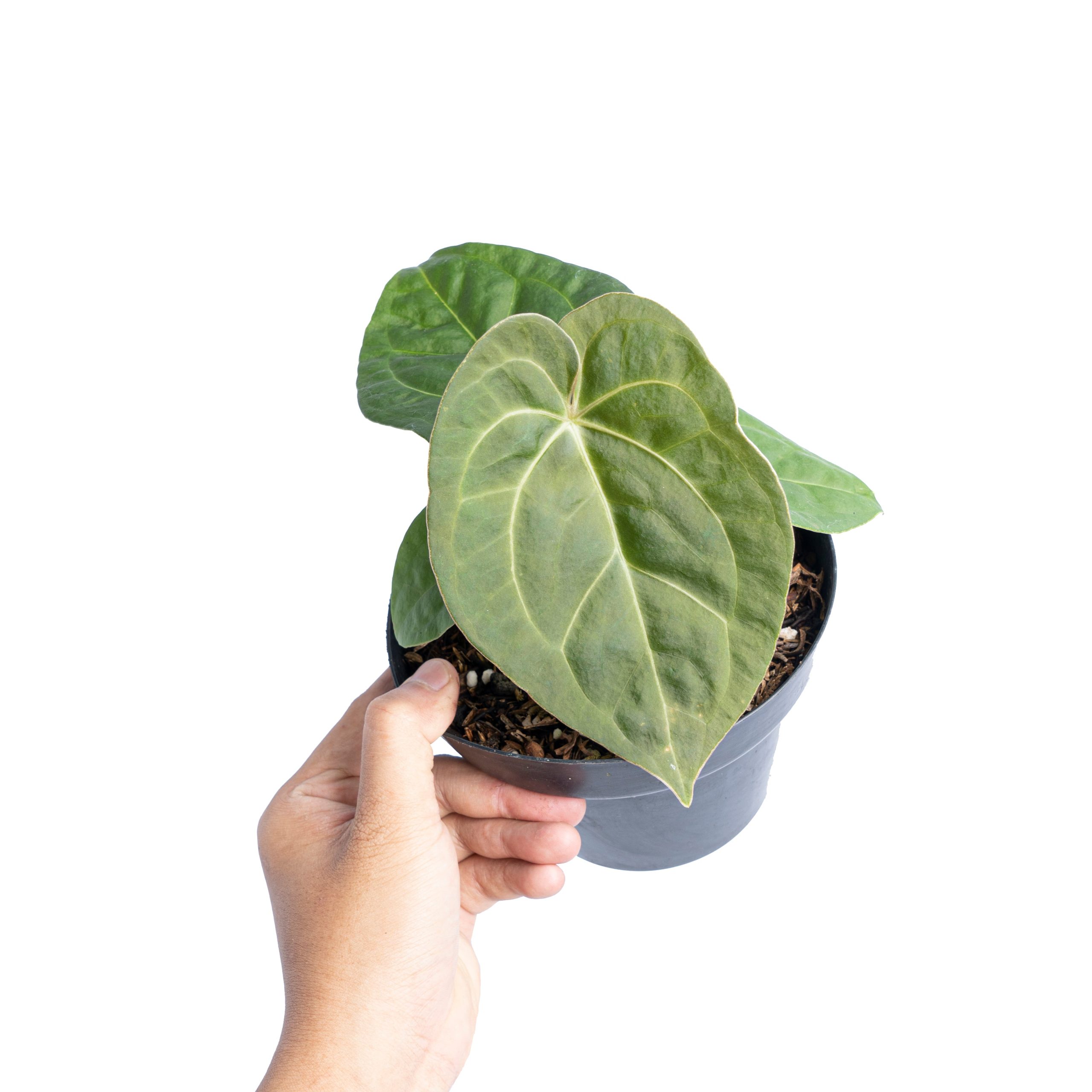 Anthurium luxurians Indonesian type x Magnificum - Image 5