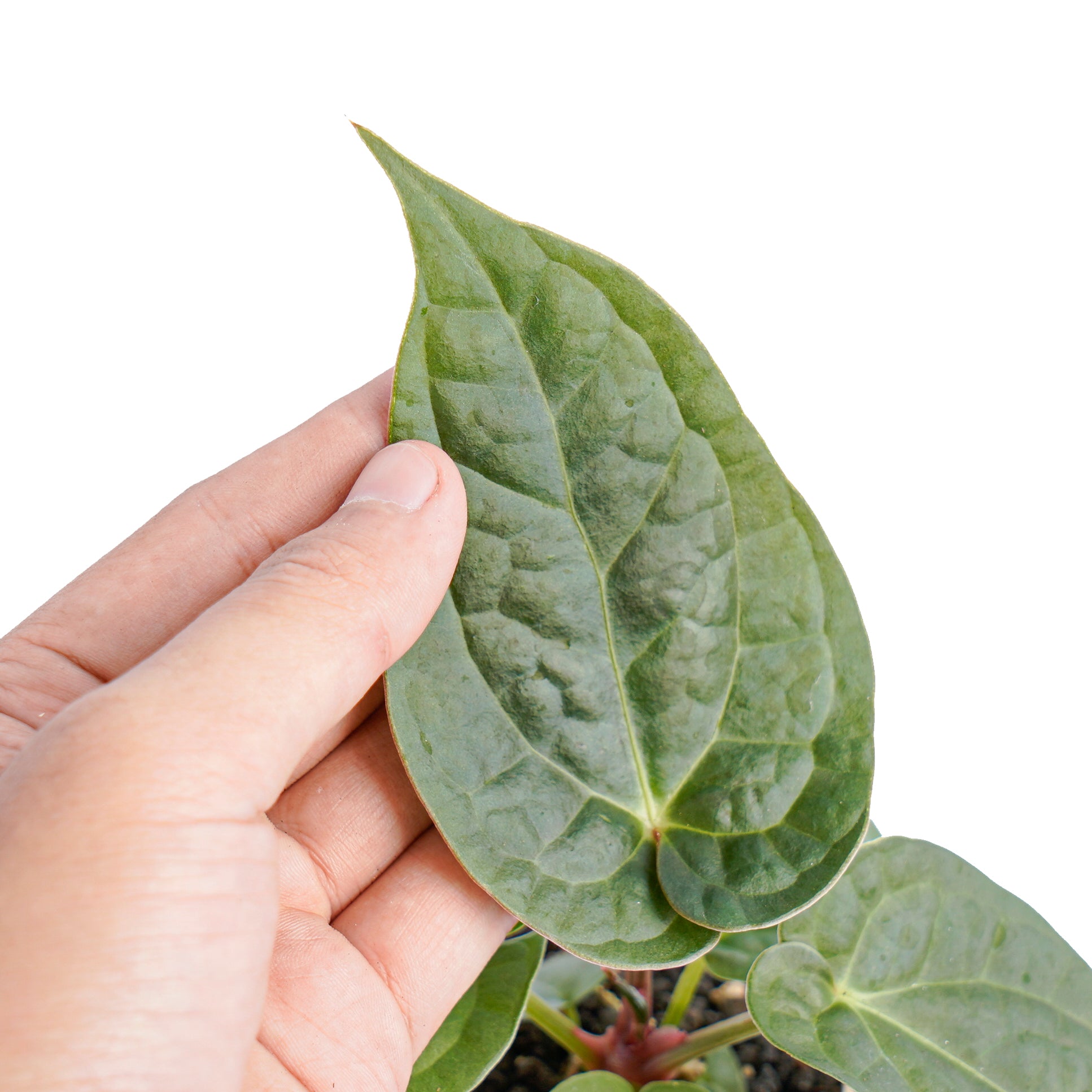 Anthurium luxurians x dorayaki - Image 2