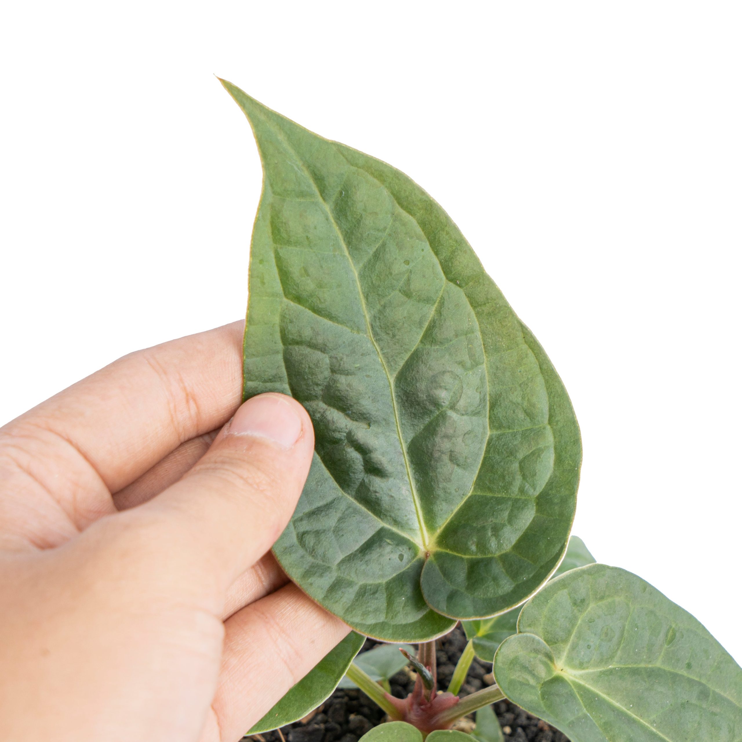 Anthurium luxurians x dorayaki - Image 3