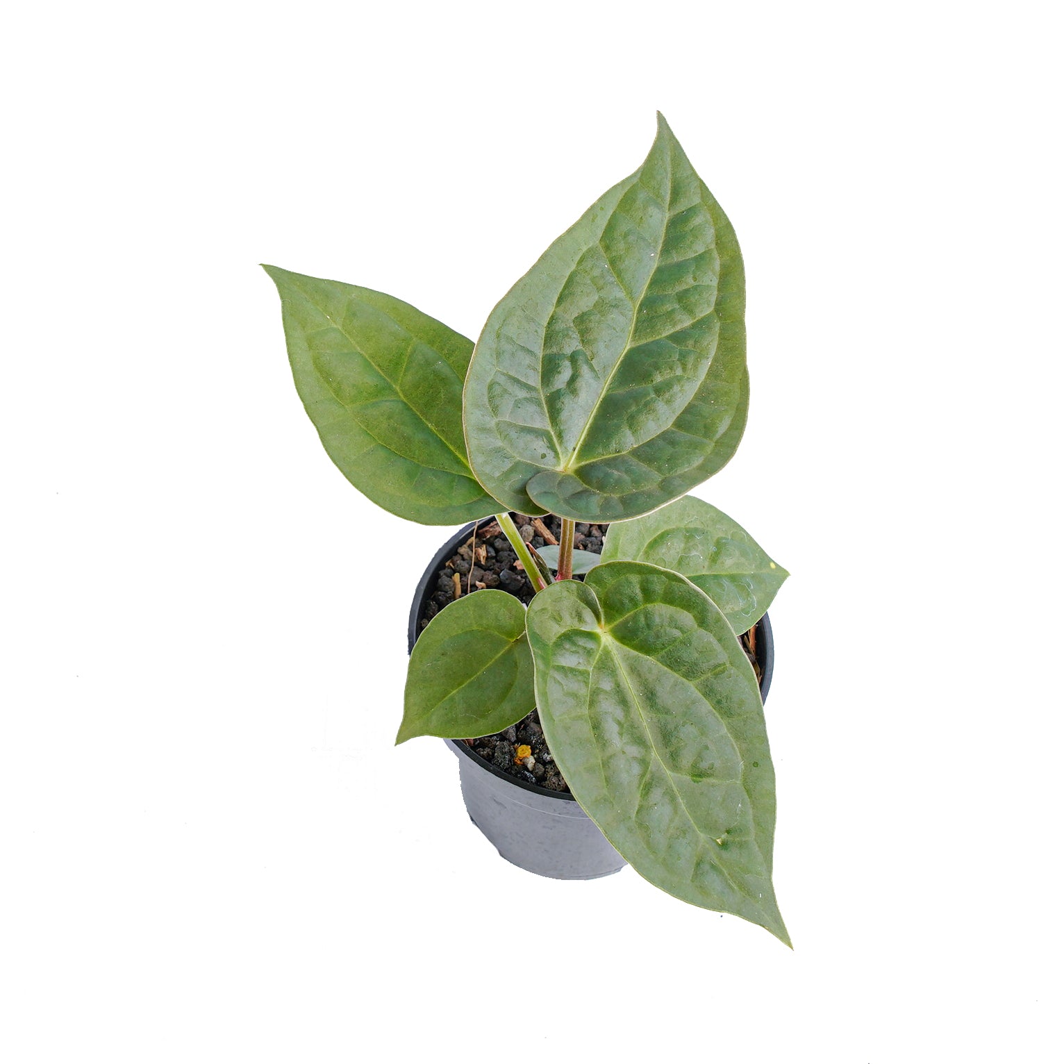 Anthurium luxurians x dorayaki - Image 4