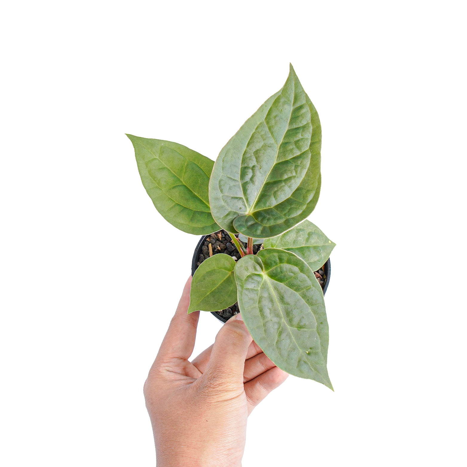 Anthurium luxurians x dorayaki - Image 5