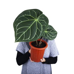 Anthurium Magnificum
