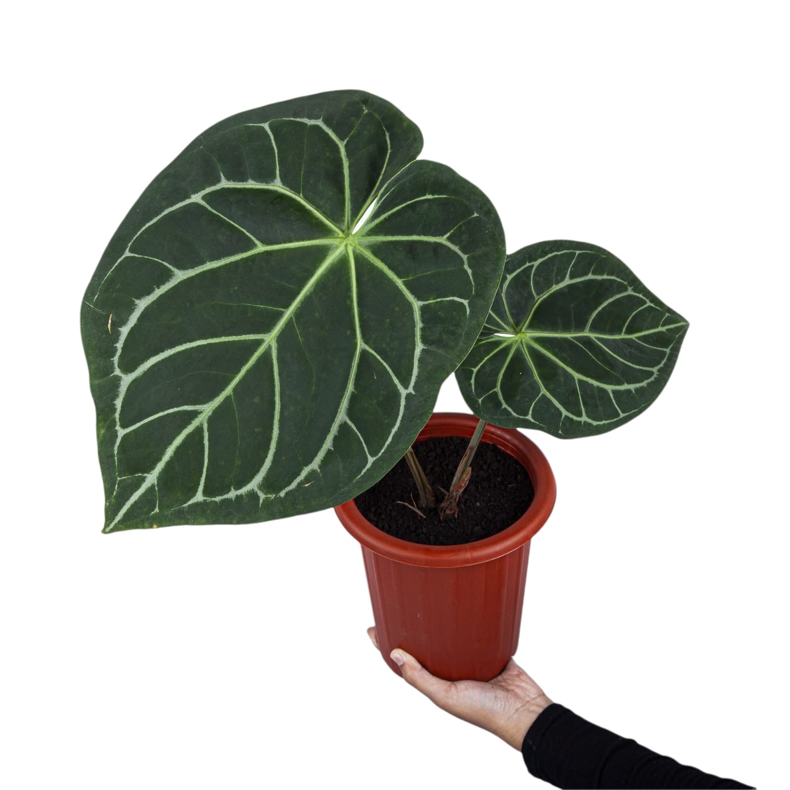 Anthurium Magnificum - Image 2