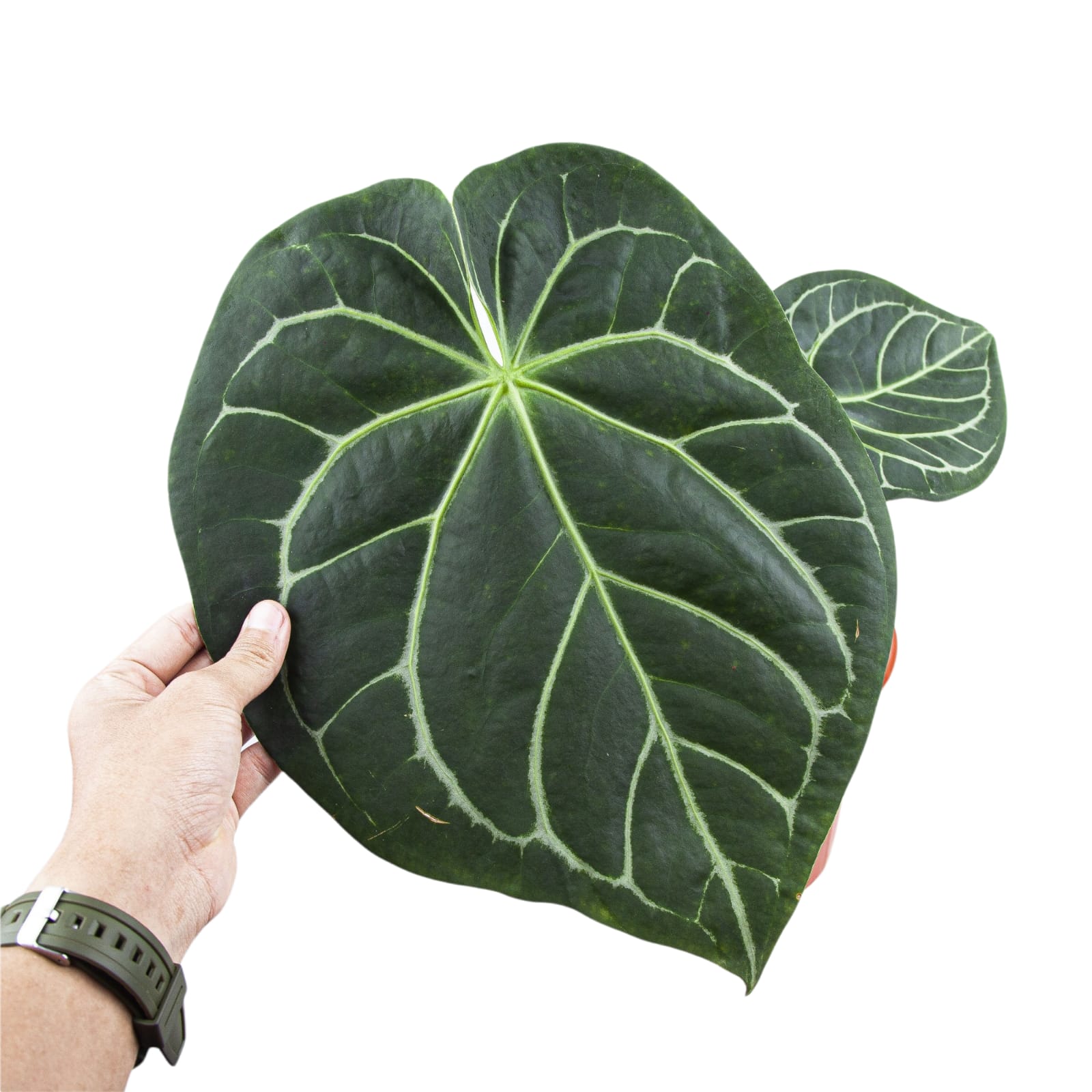 Anthurium Magnificum - Image 3