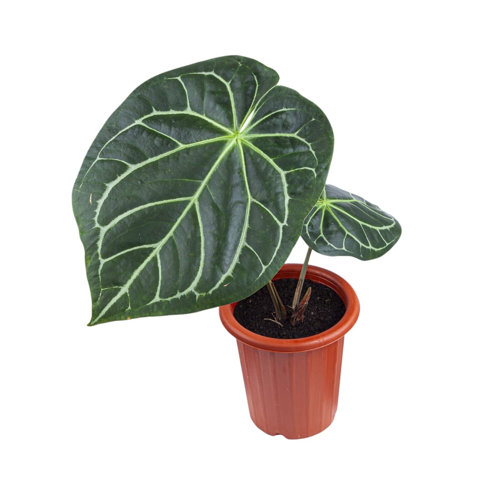 Anthurium Magnificum - Image 4