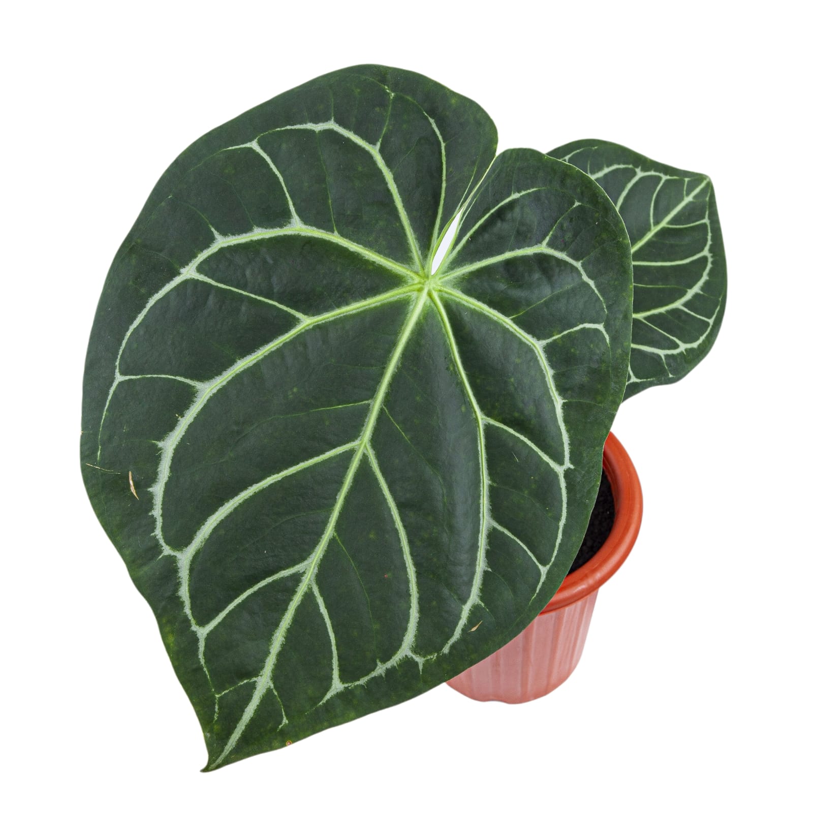 Anthurium Magnificum - Image 5