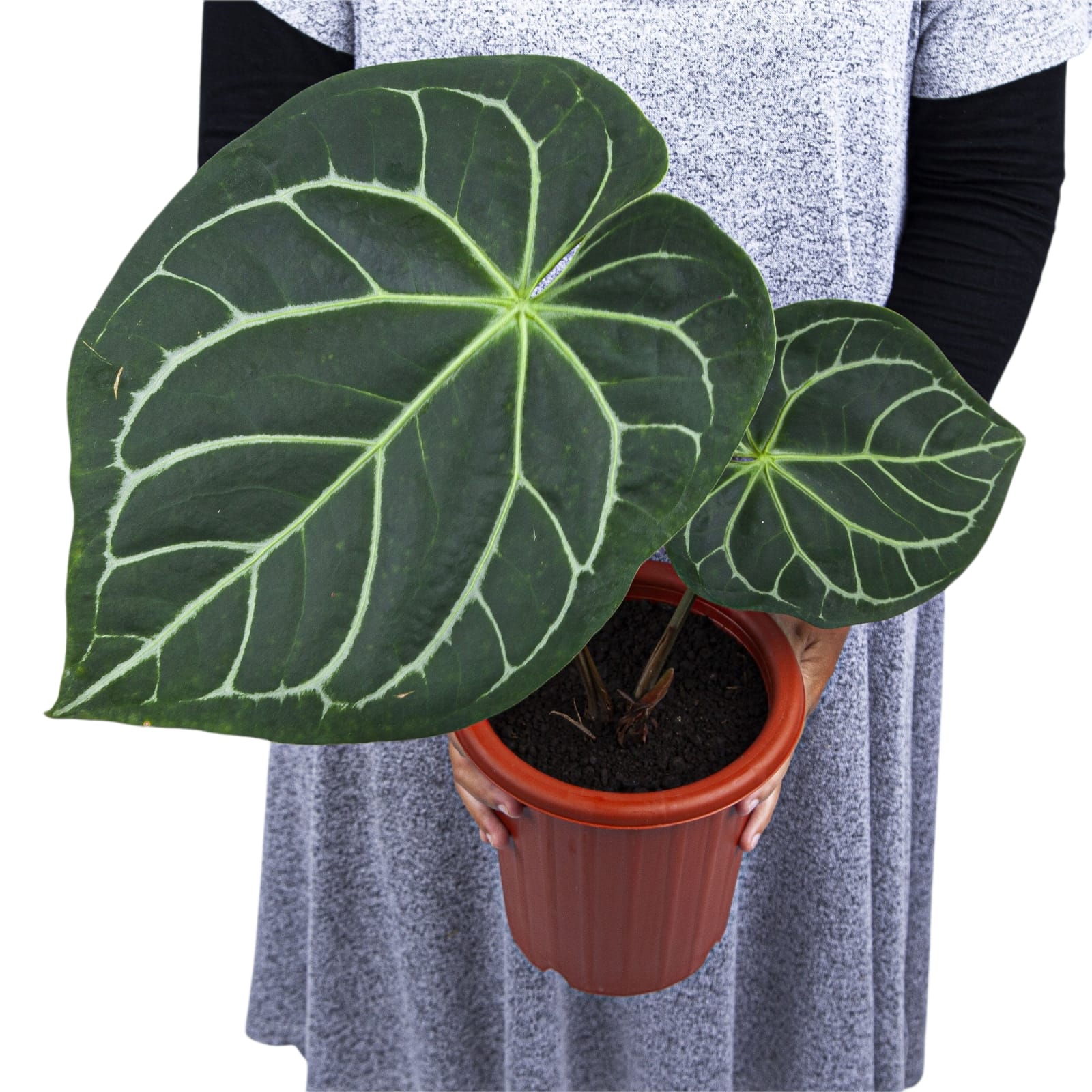 Anthurium Magnificum - Image 6