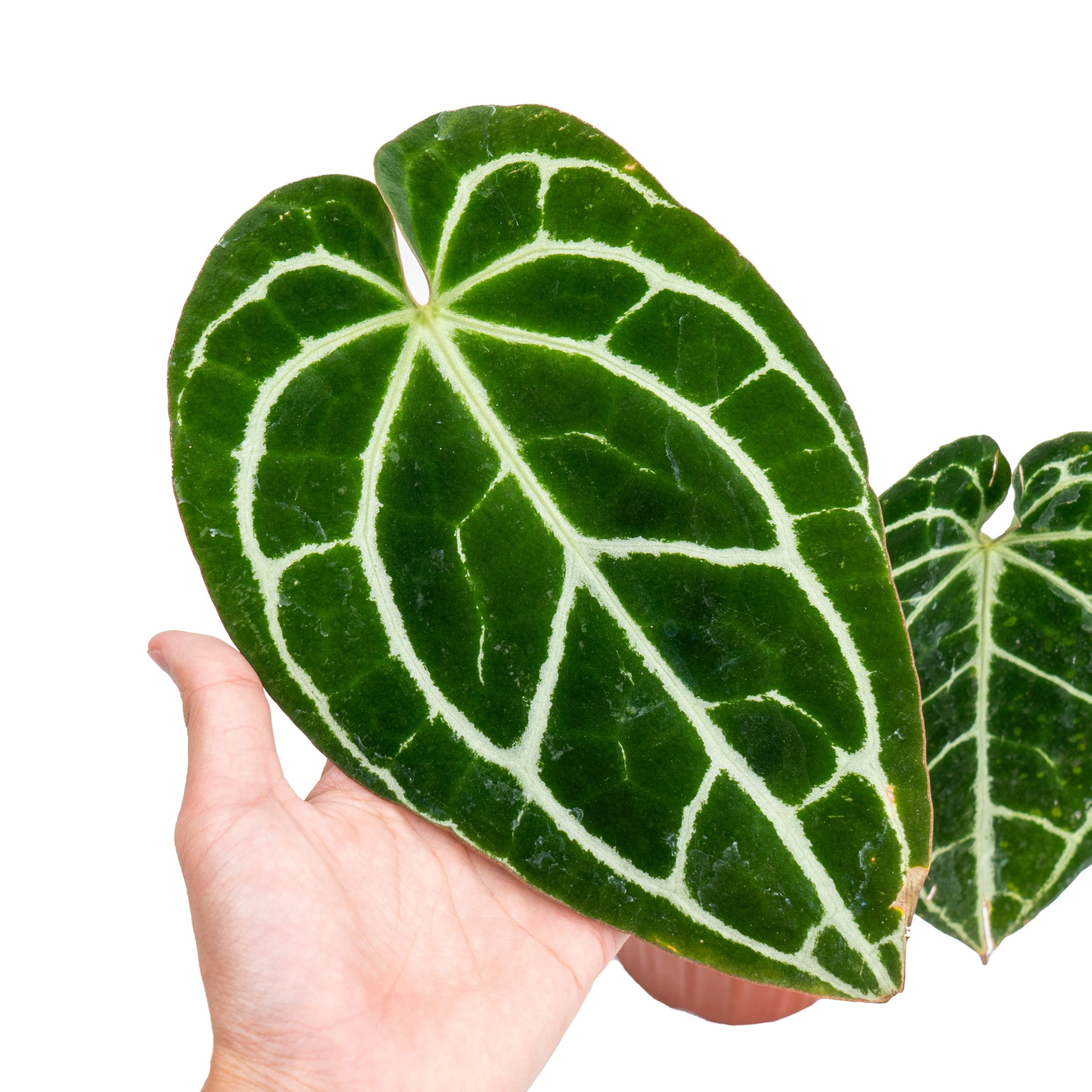 Anthurium crystallinum minahasa - Image 2