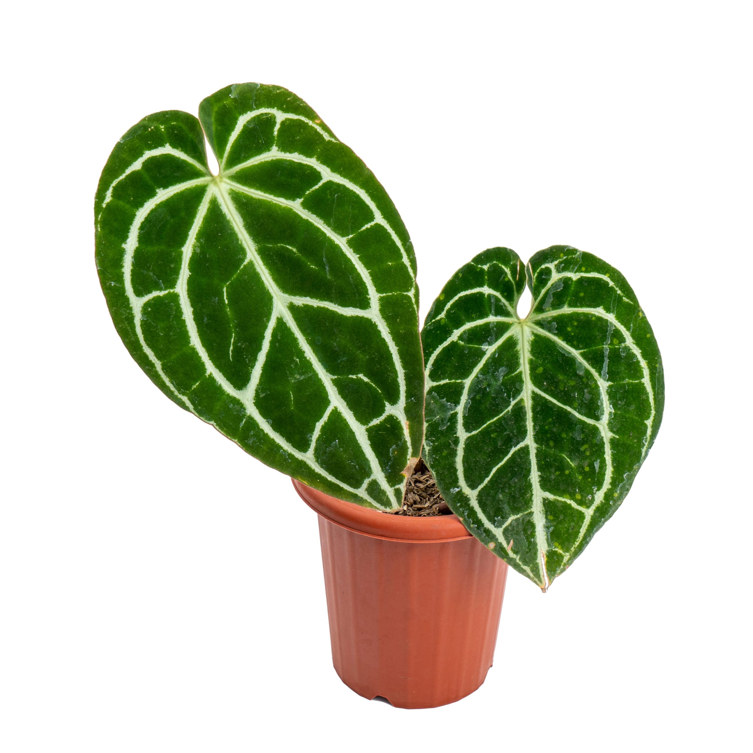 Anthurium crystallinum minahasa - Image 3