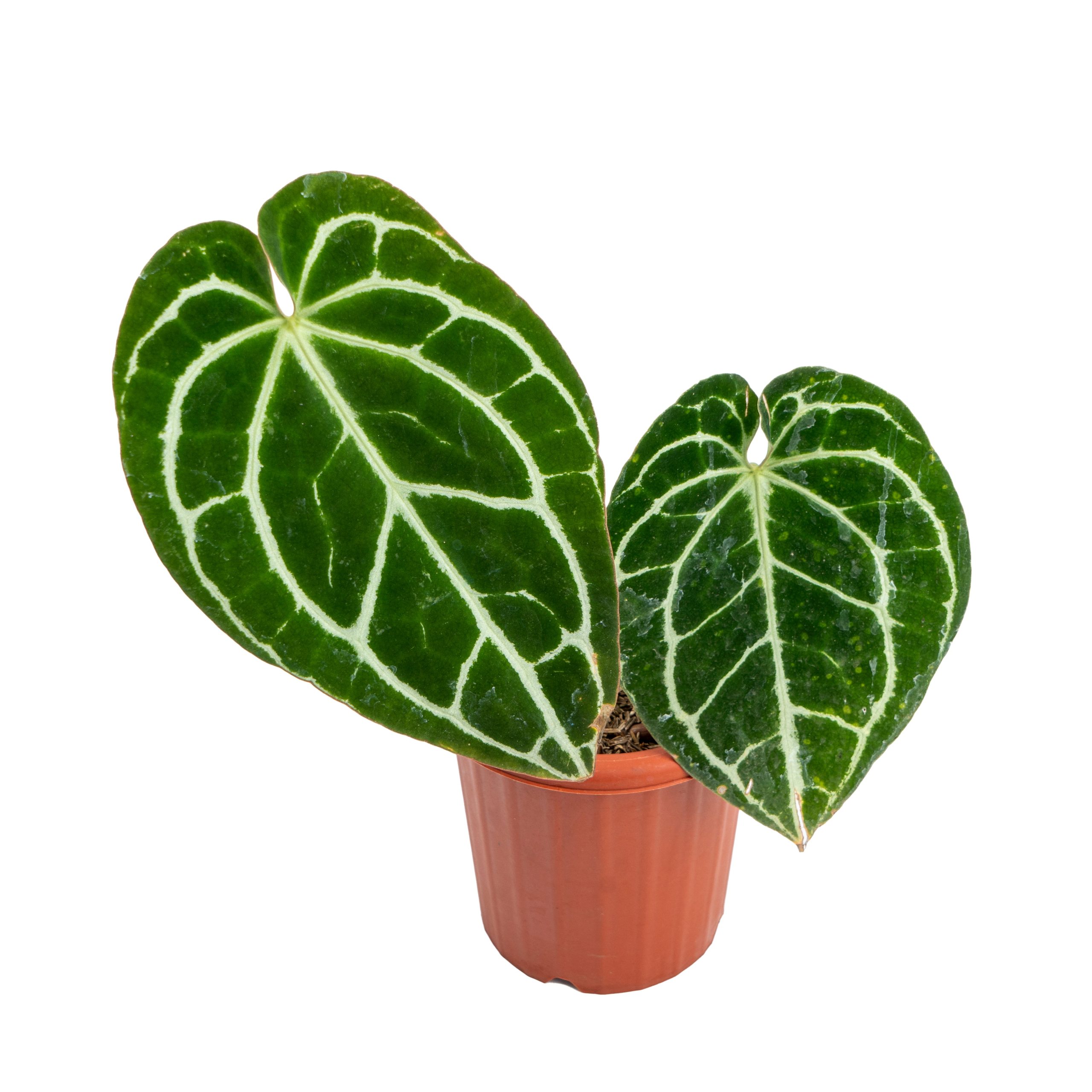 Anthurium crystallinum minahasa - Image 4