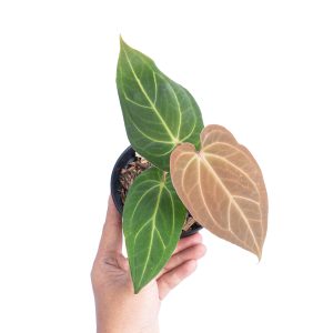 Anthurium papillilaminum hybrid