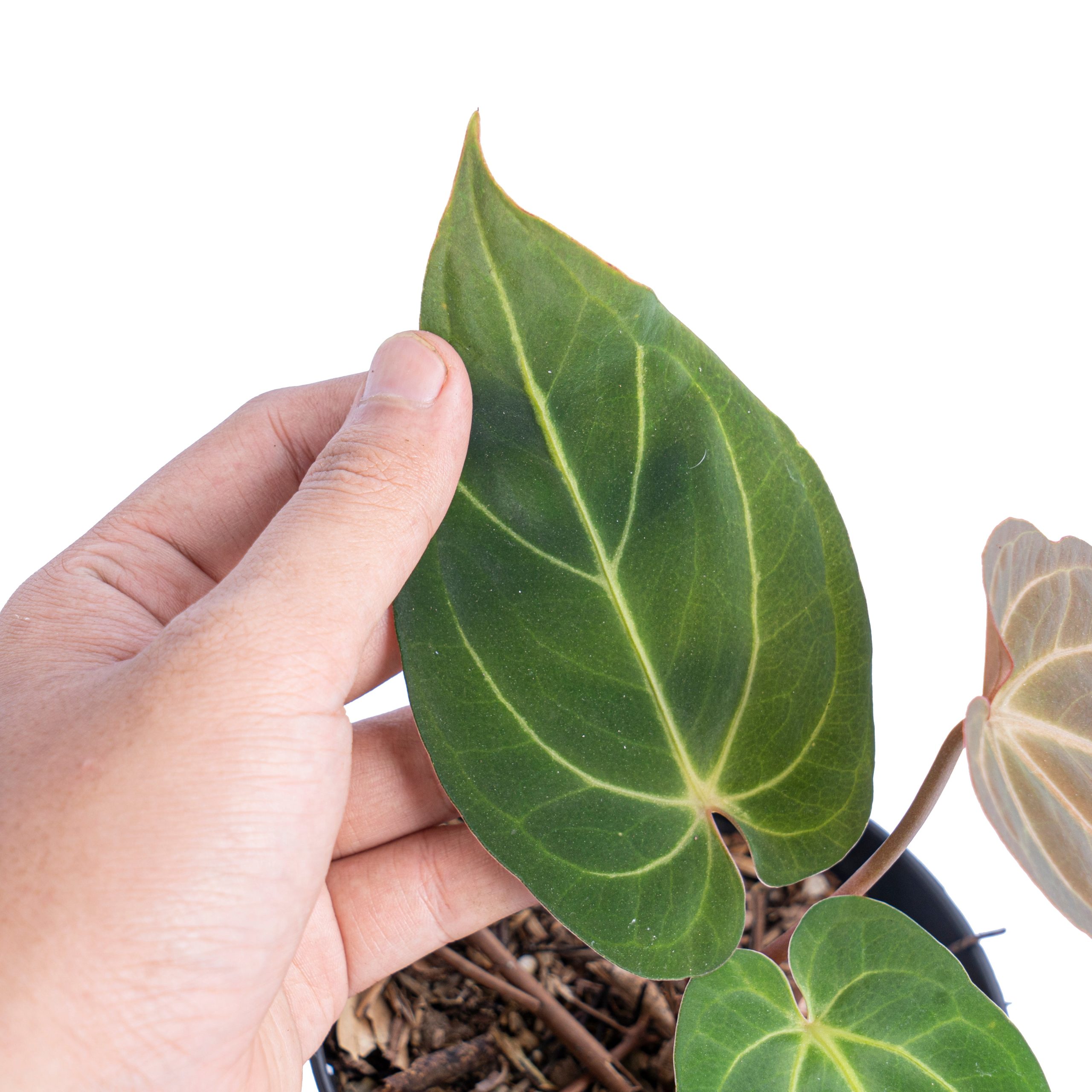 Anthurium papillilaminum hybrid - Image 2