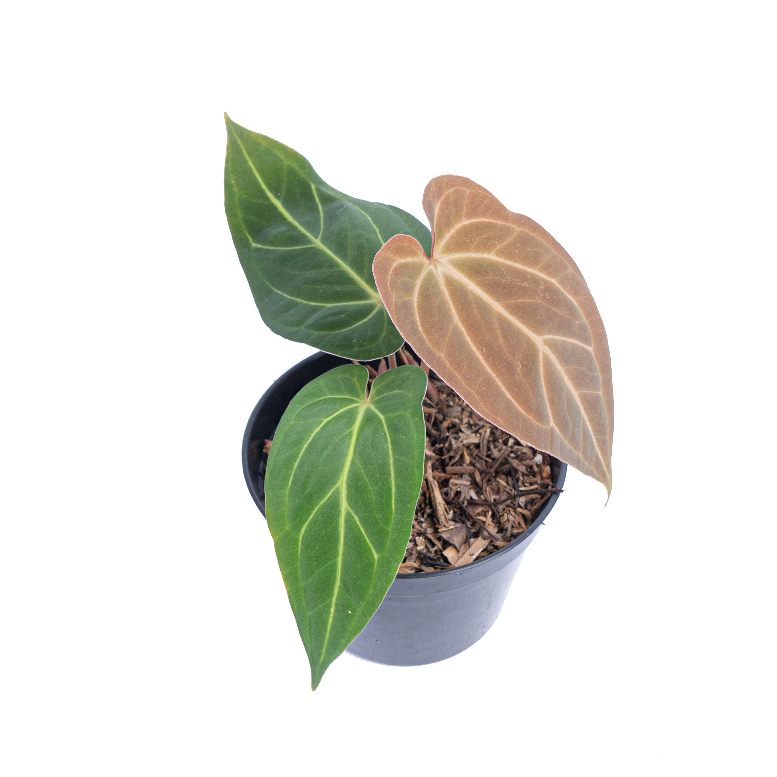 Anthurium papillilaminum hybrid - Image 3