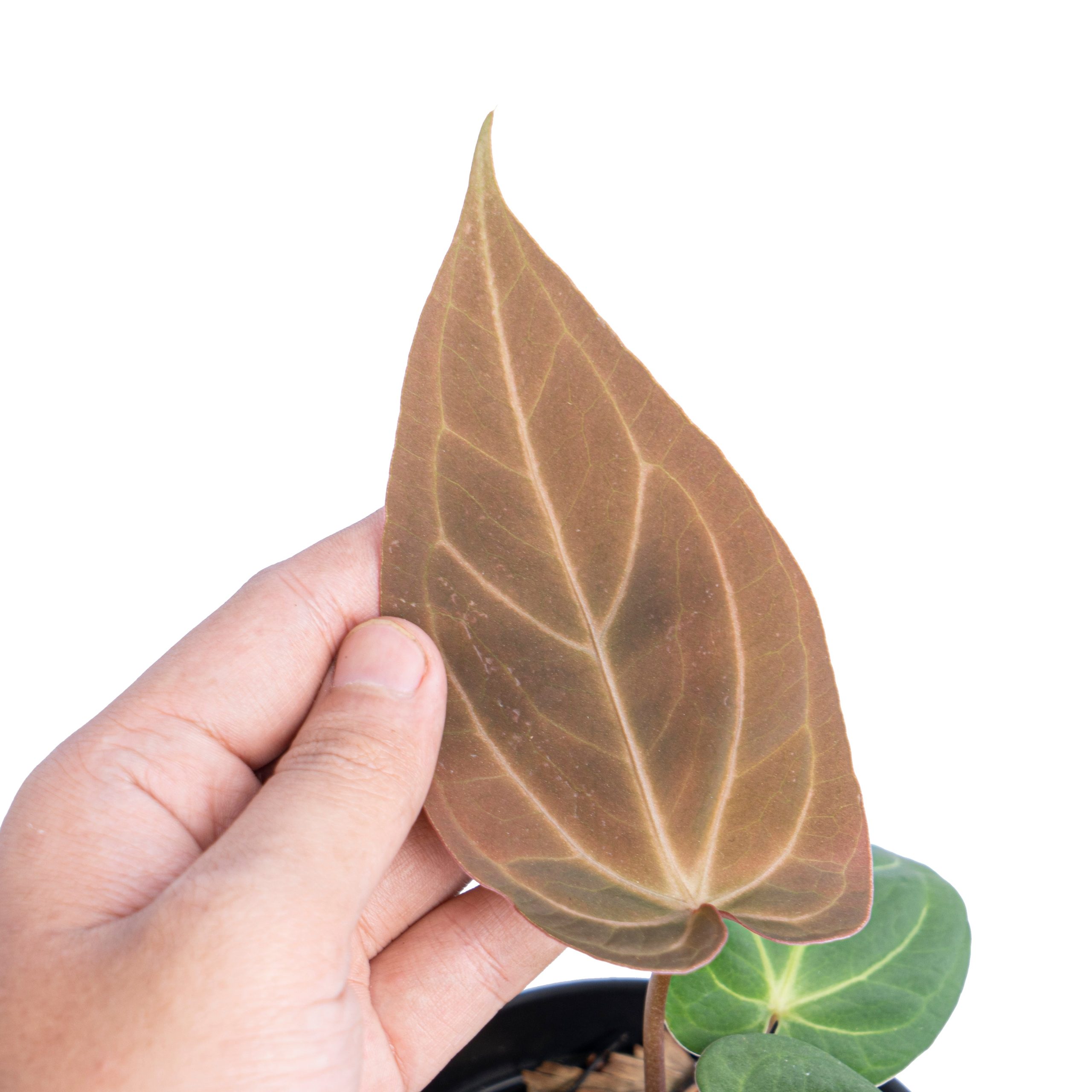 Anthurium papillilaminum hybrid - Image 4