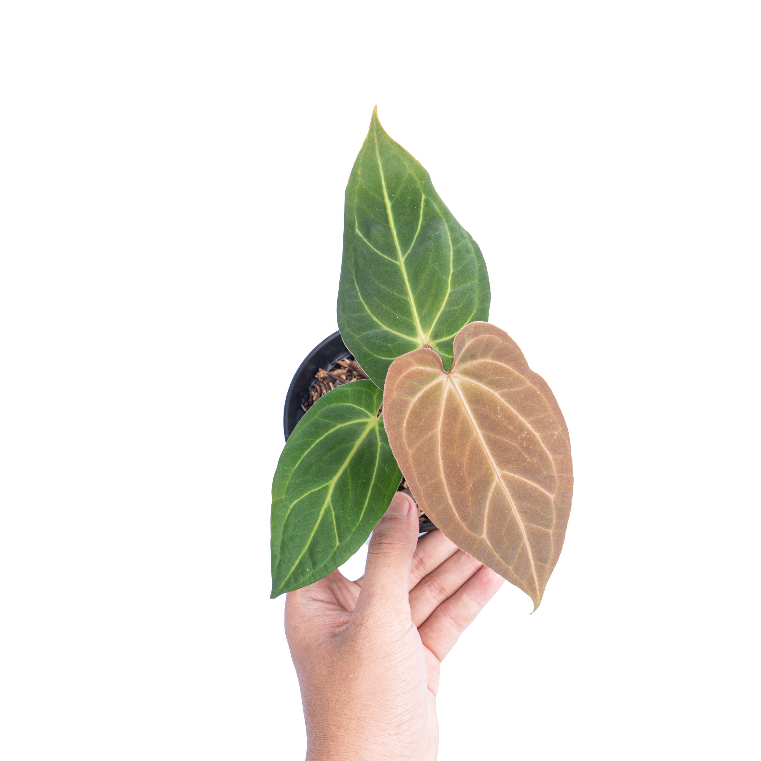Anthurium papillilaminum hybrid - Image 5