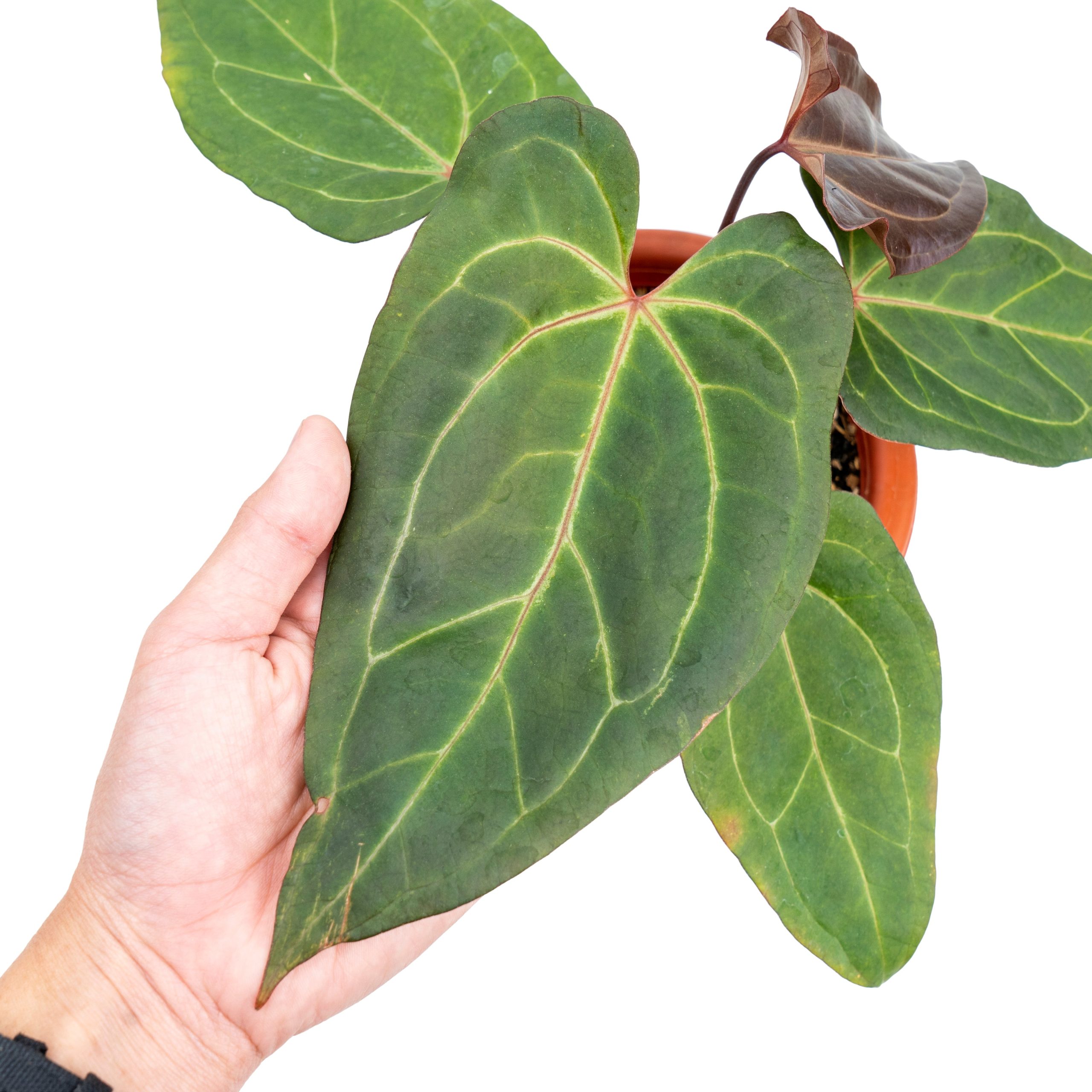 Anthurium papillilaminum red stem - Image 2