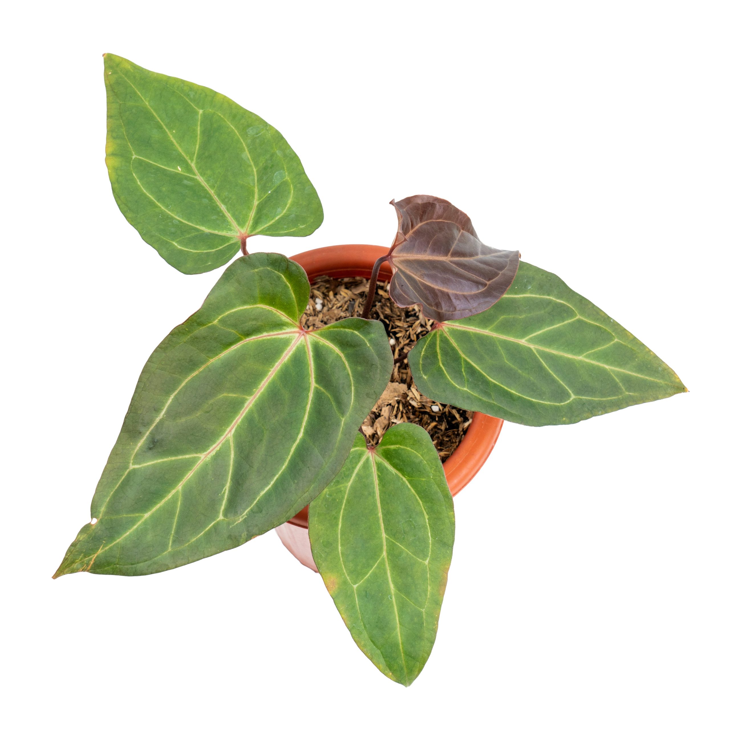 Anthurium papillilaminum red stem - Image 3