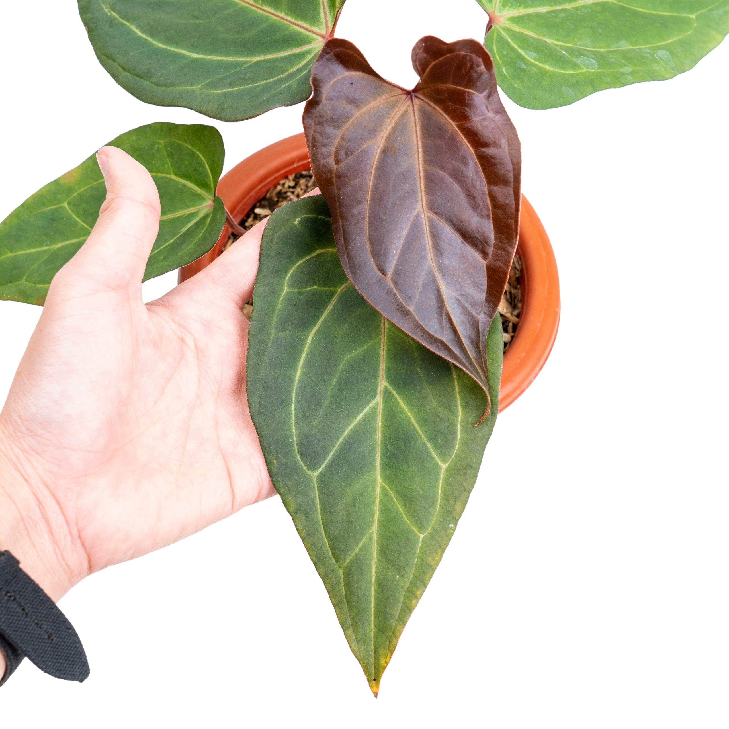 Anthurium papillilaminum red stem - Image 4