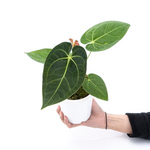 Anthurium papillilaminum X Magnificum Verde