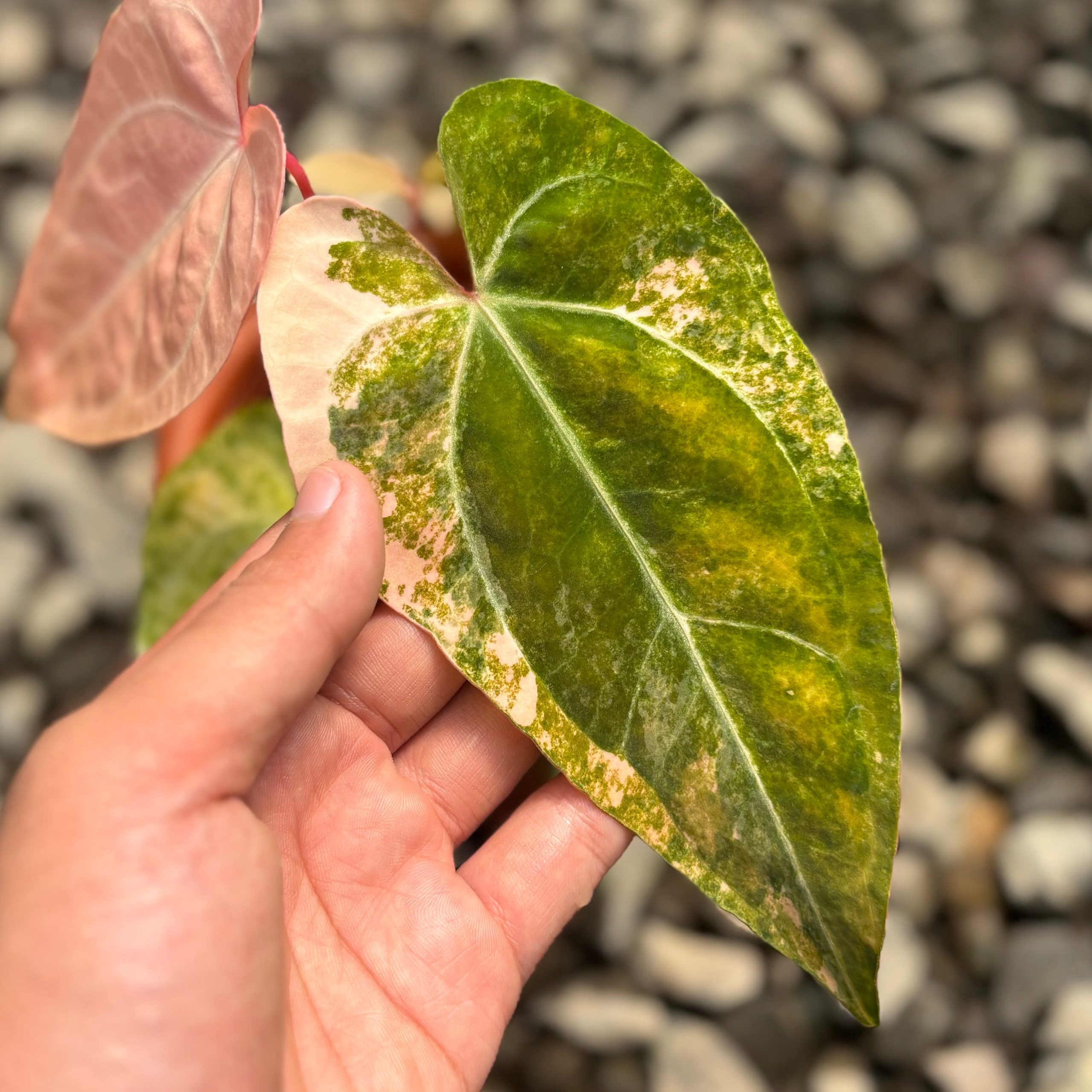 Anthurium papilillaminum pink variegated - Image 2