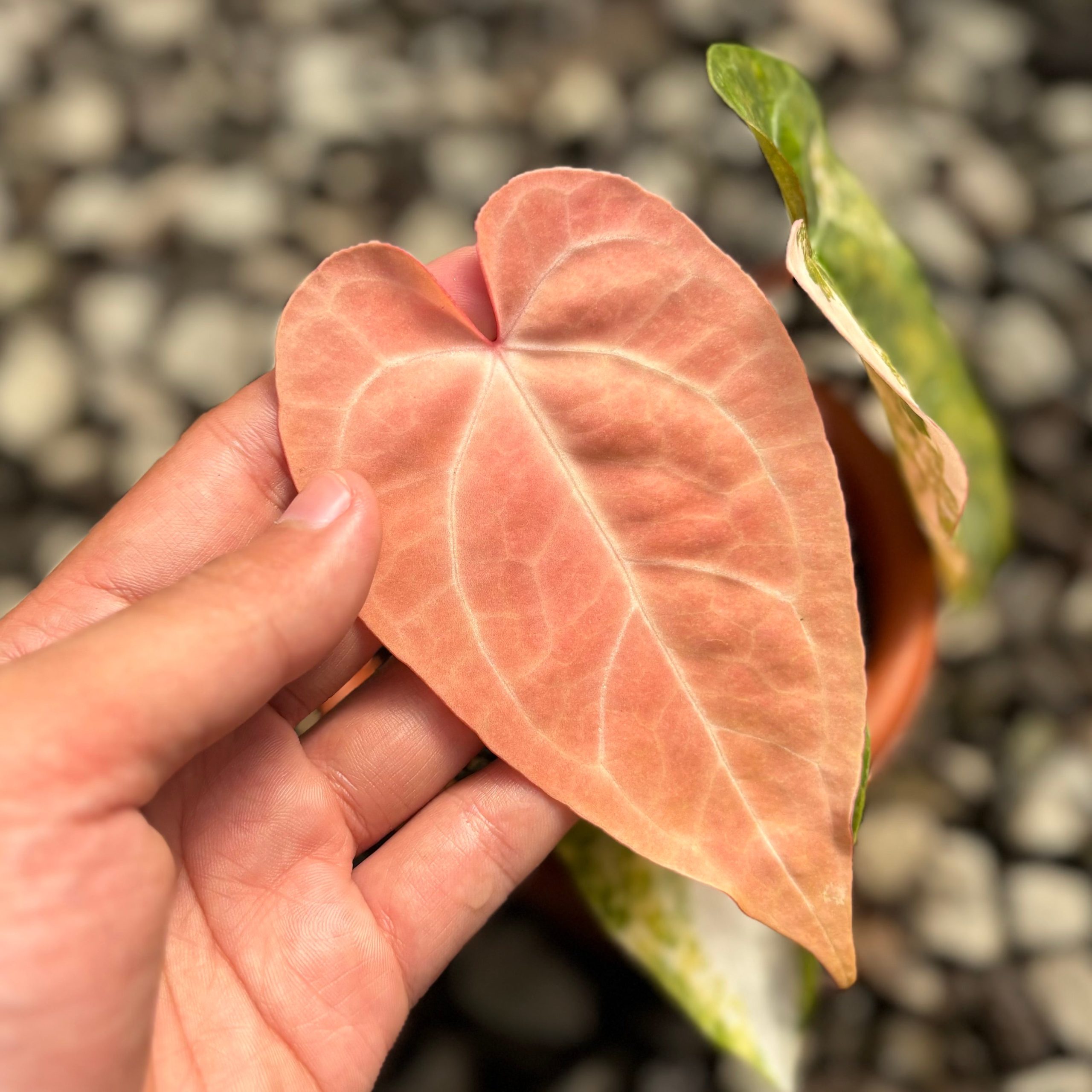 Anthurium papilillaminum pink variegated - Image 3