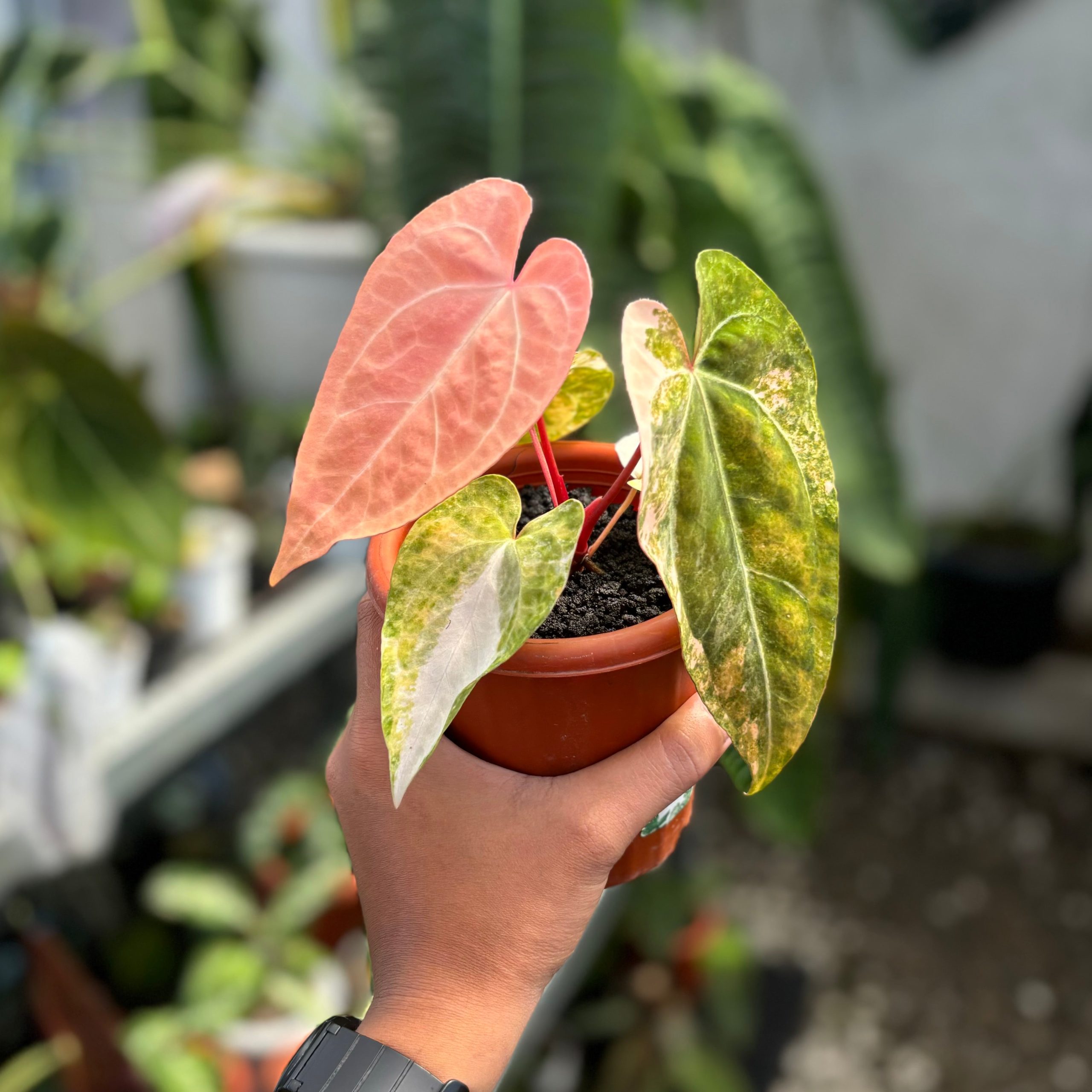 Anthurium papilillaminum pink variegated - Image 4