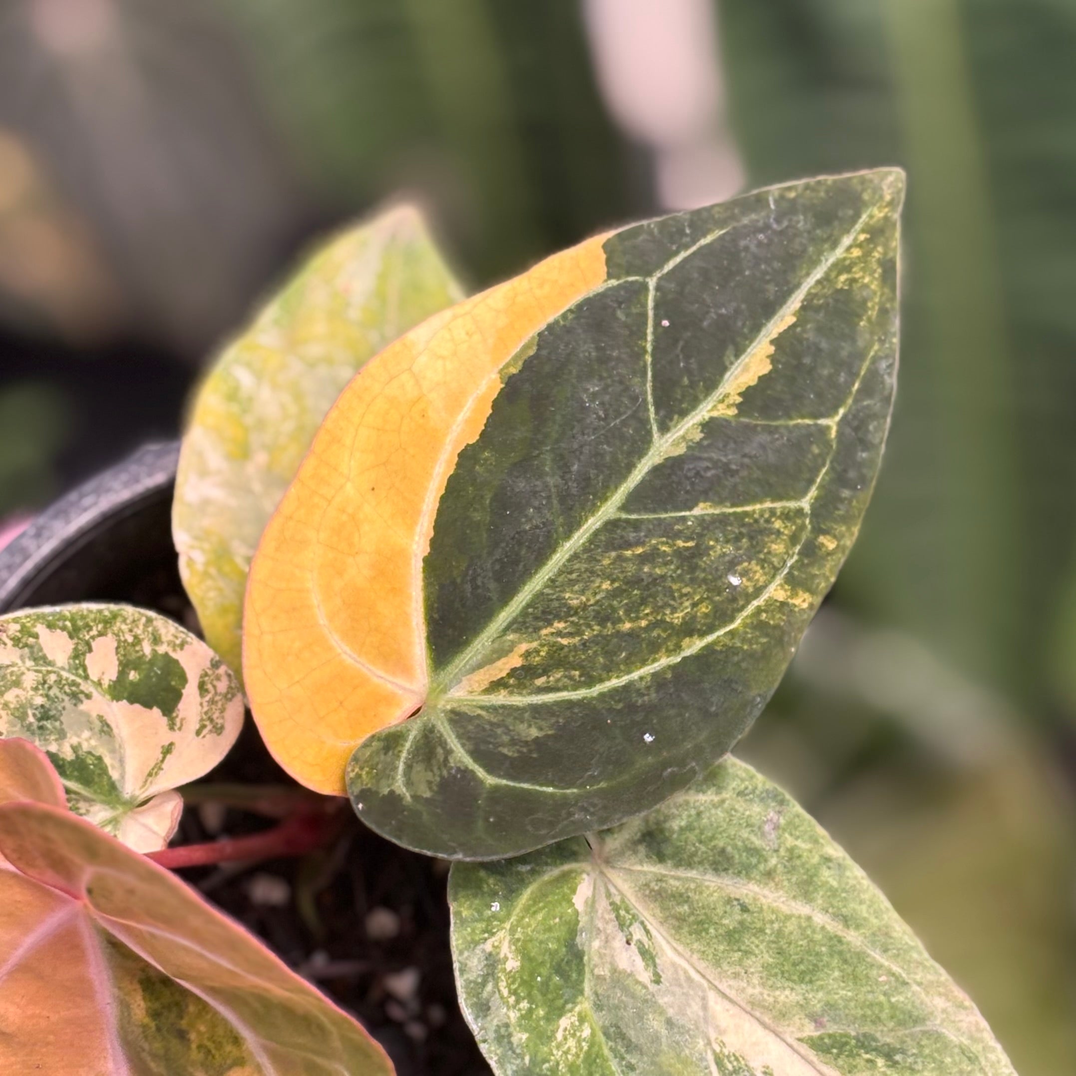 Anthurium papilillaminum variegated x papilillaminum red veins - Image 2