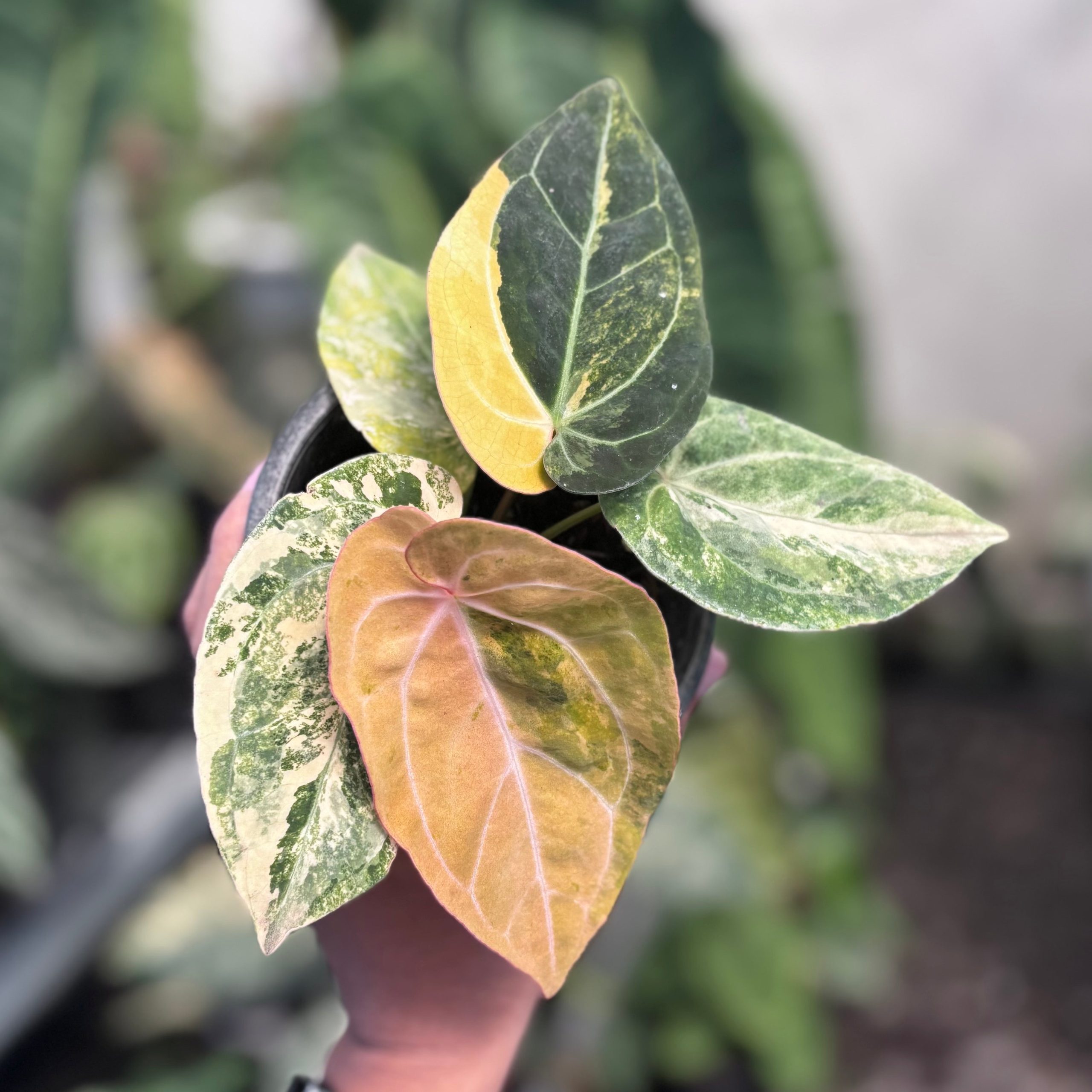Anthurium papilillaminum variegated x papilillaminum red veins - Image 4