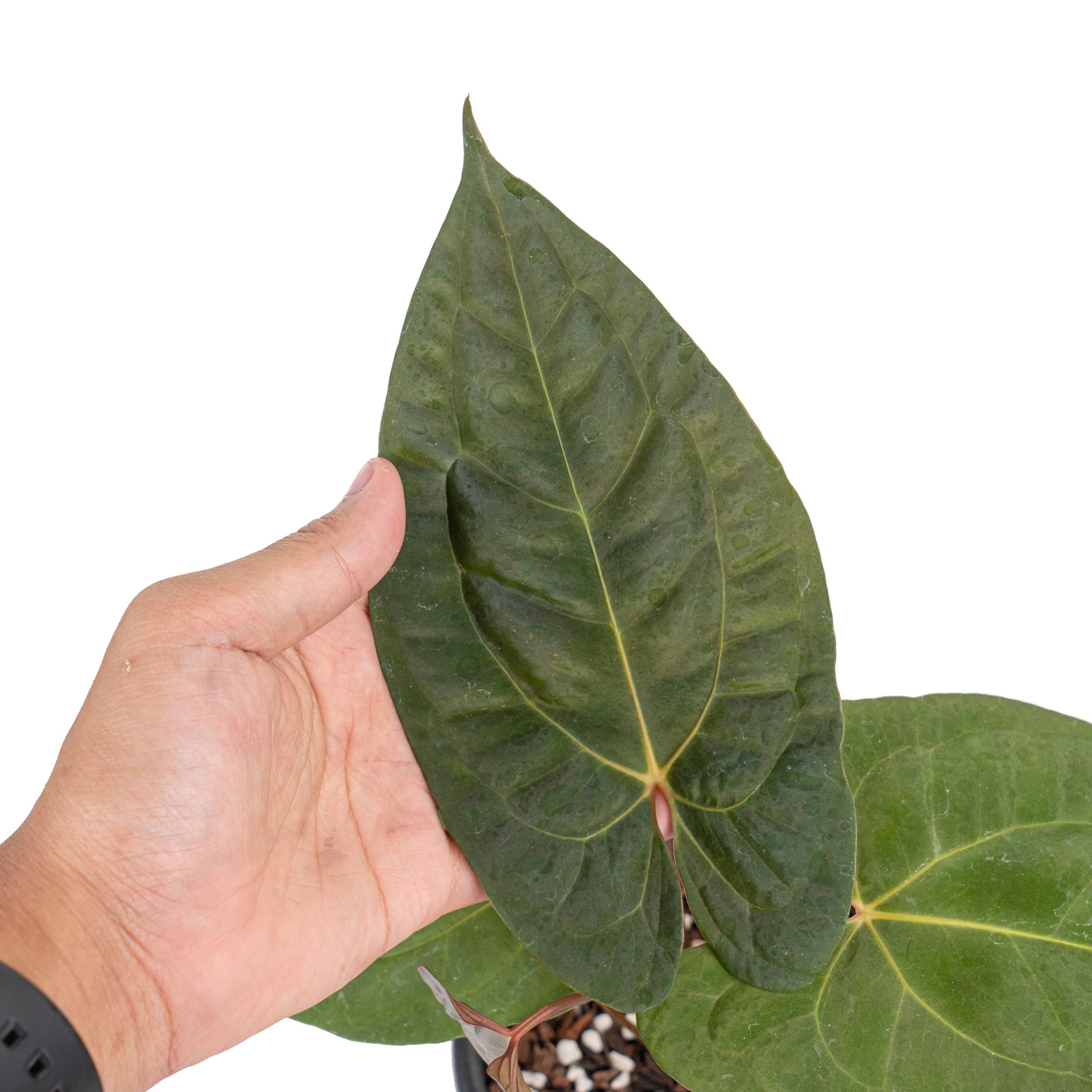 Anthurium papilillaminum x1 - Image 2