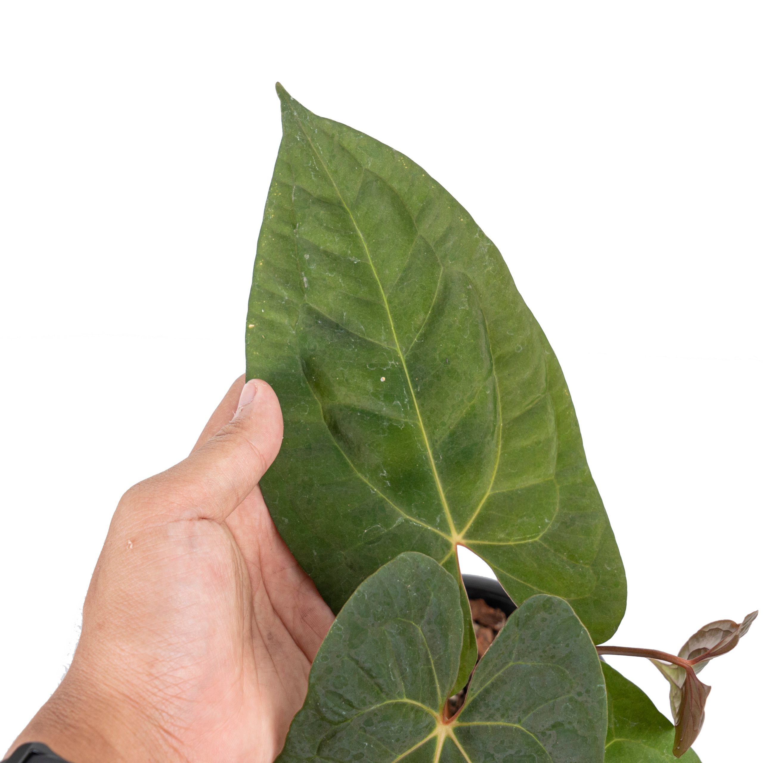 Anthurium papilillaminum x1 - Image 3