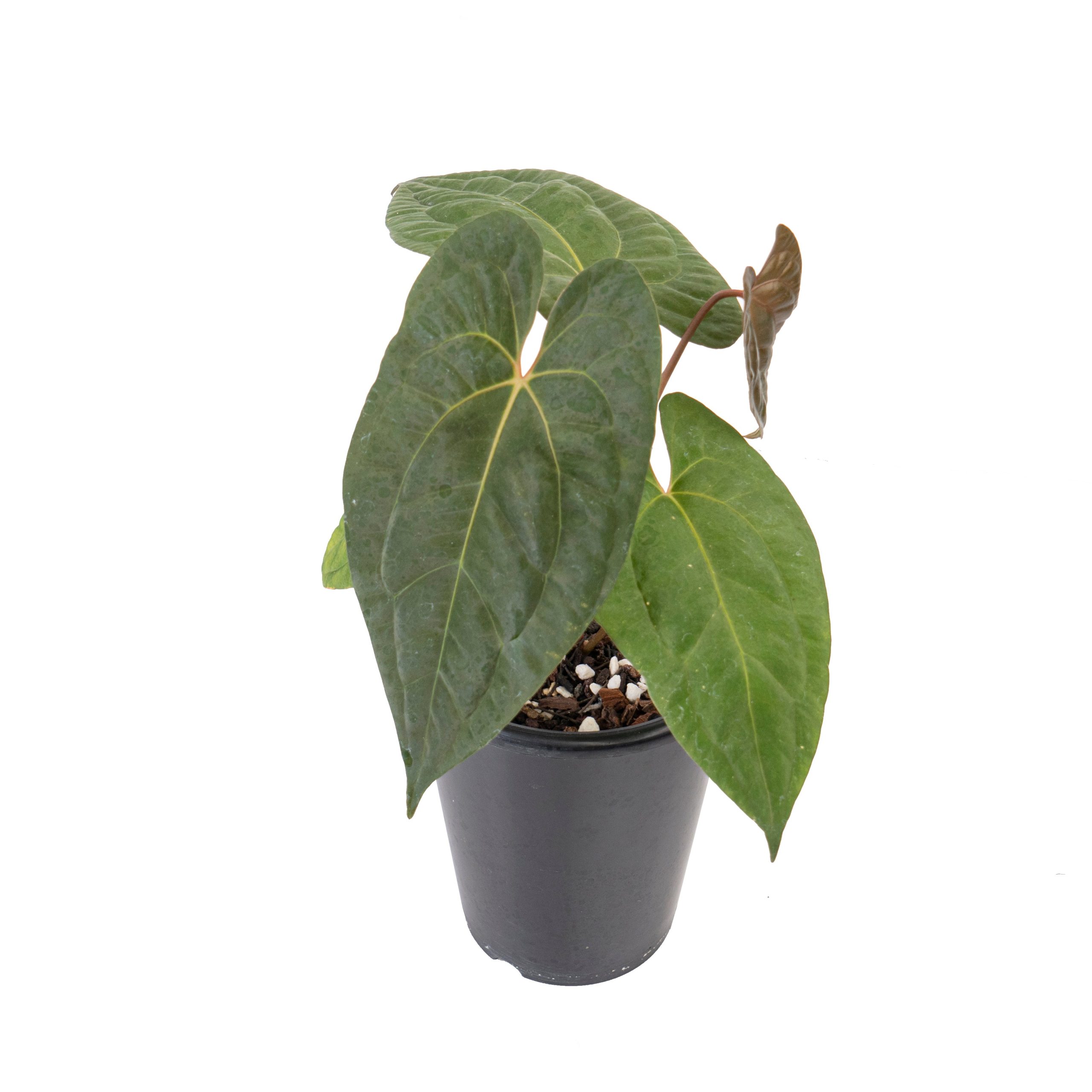 Anthurium papilillaminum x1 - Image 4