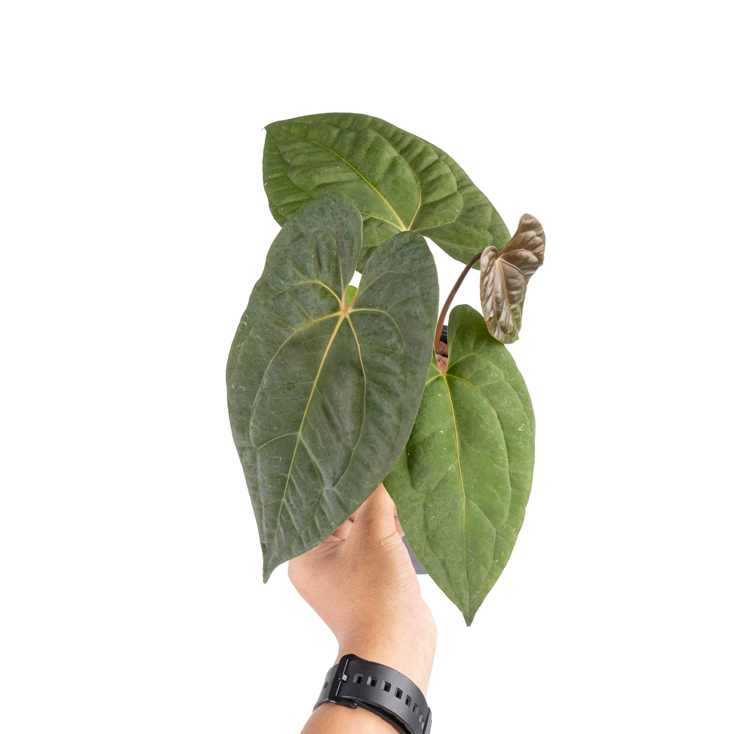 Anthurium papilillaminum x1 - Image 5